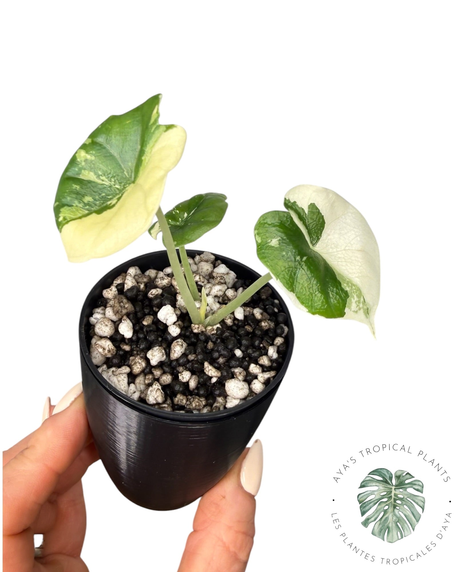 Alocasia Melo Albo Variegated