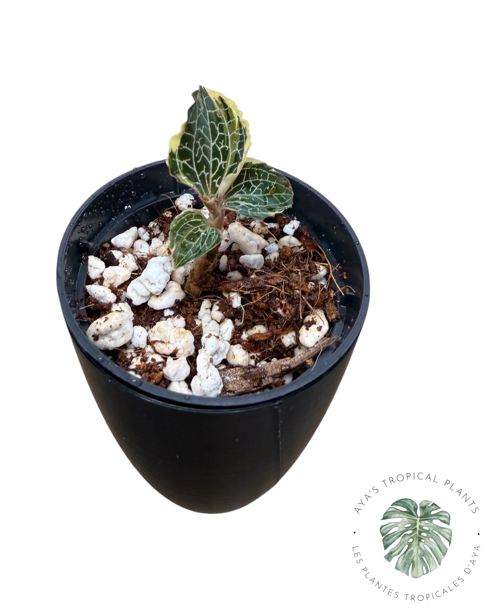 Anoectochilus Silver Silk *Grower’s Choice*