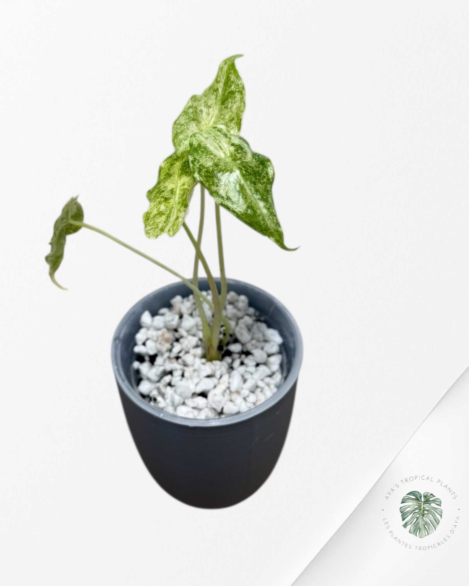 Alocasia Black Satun 'Stardust' panaché