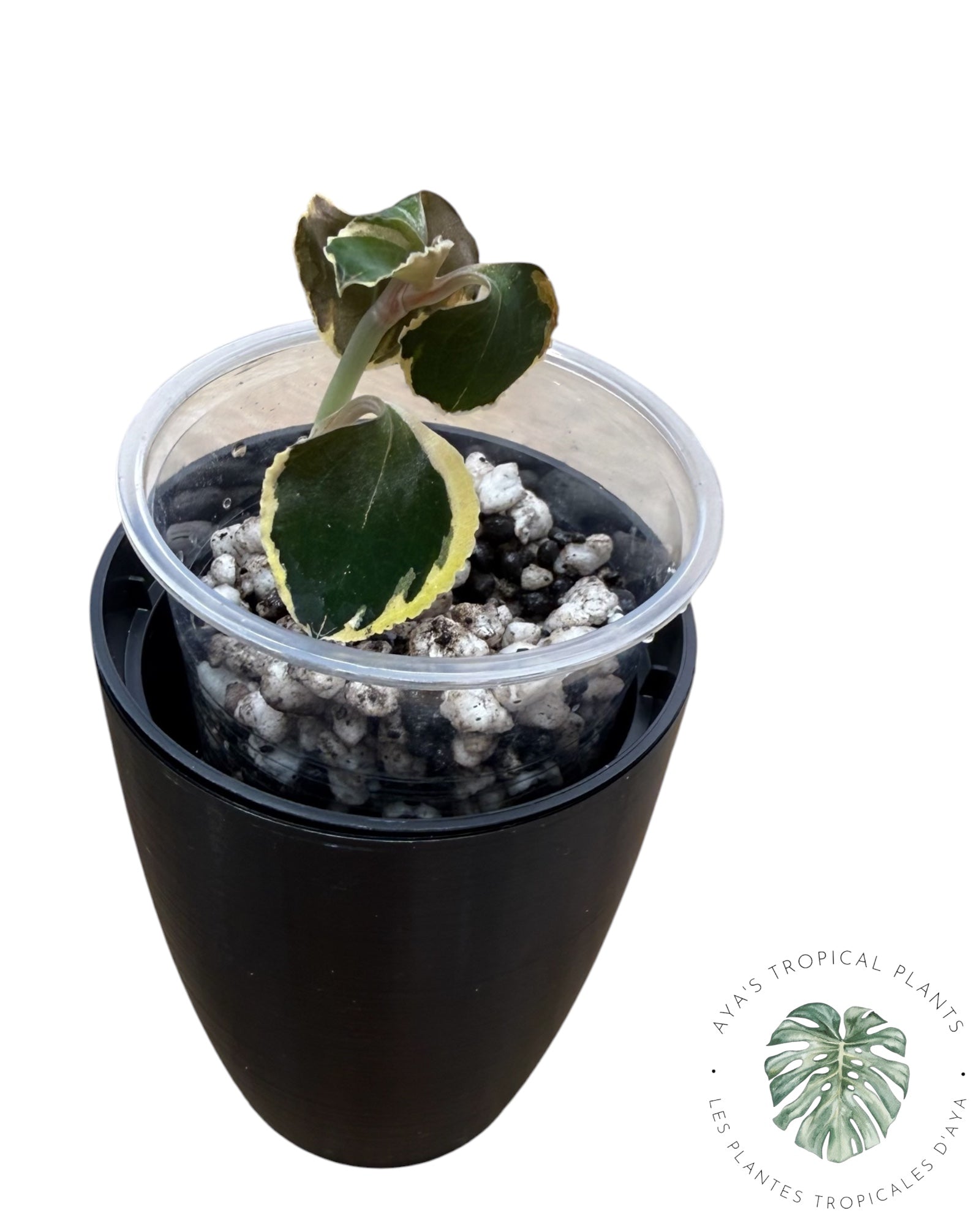 Anoectochilus Black Swan Aurea *Grower’s Choice*