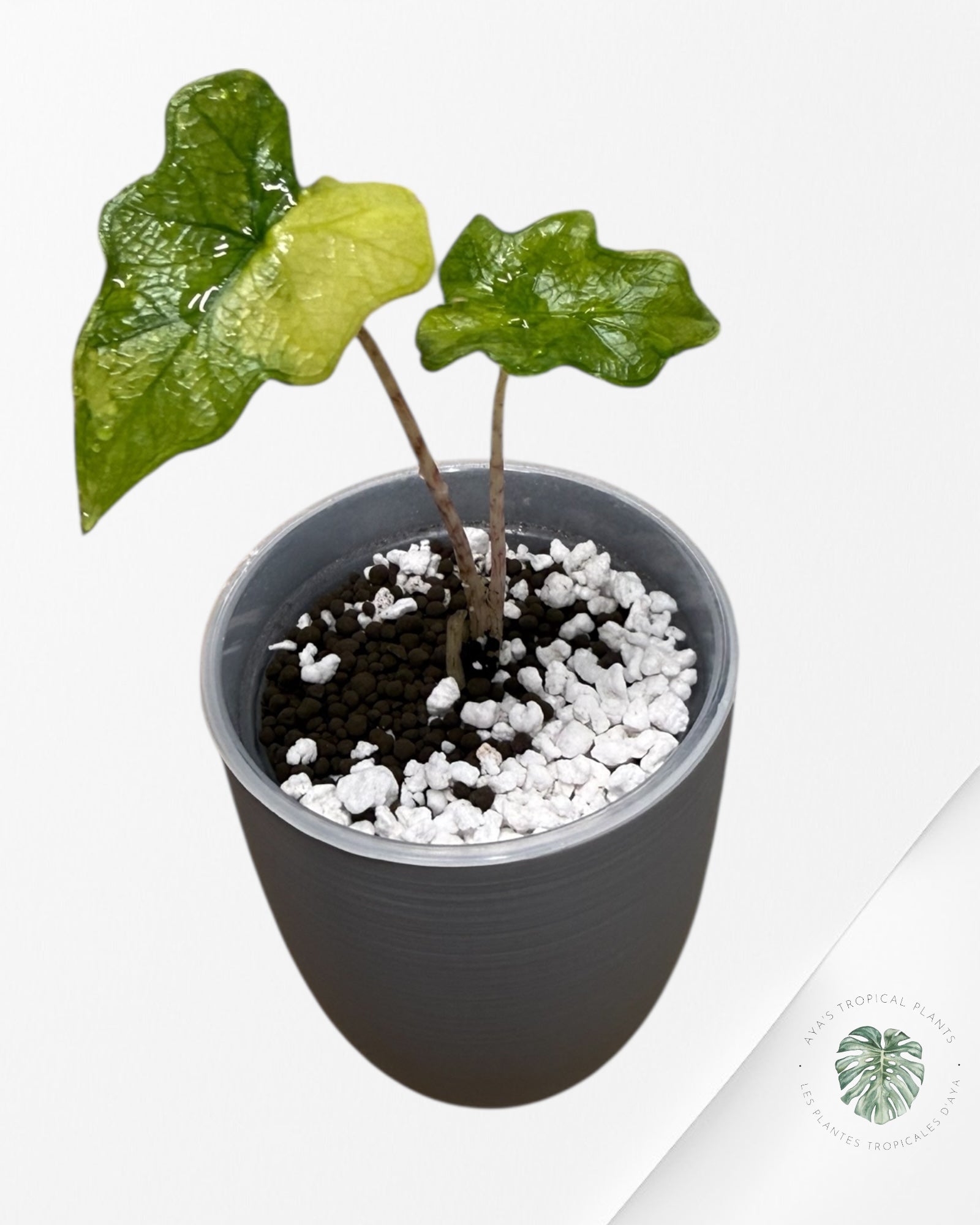 Alocasia Jacklyn Mystic Variegated