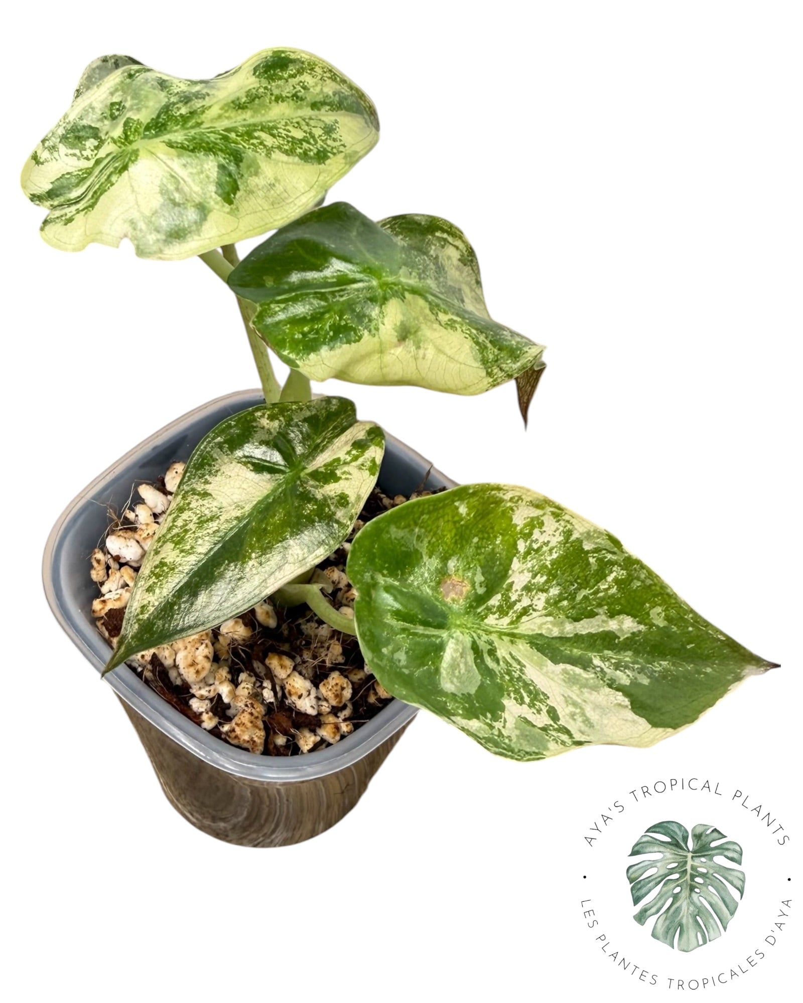 Alocasia Wentii Albo Pink Variegated
