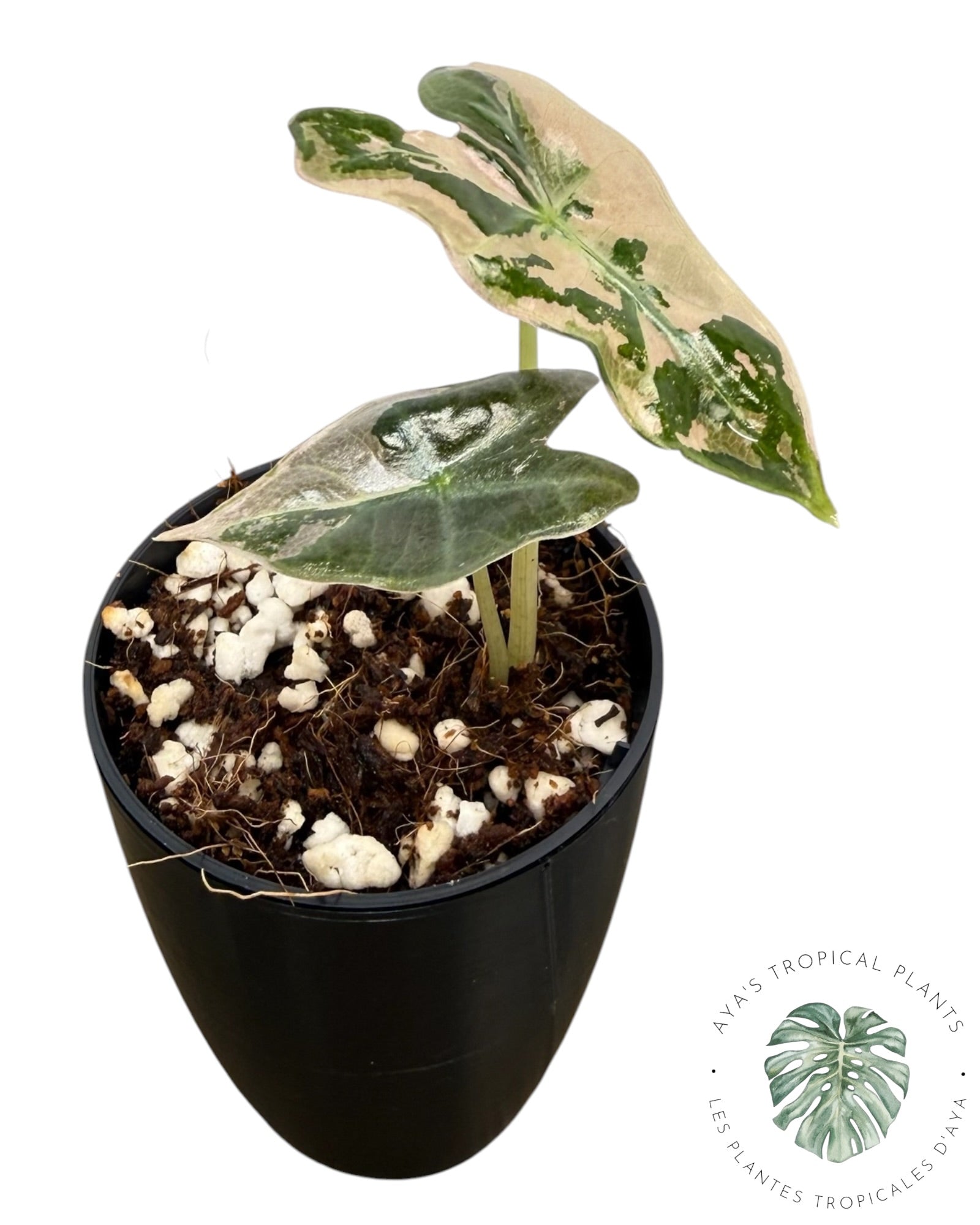 Alocasia Nobilis Pink Variegated