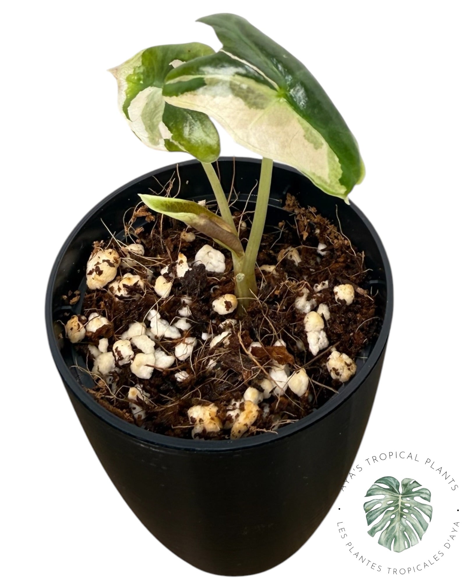 Alocasia Nobilis Pink Variegated