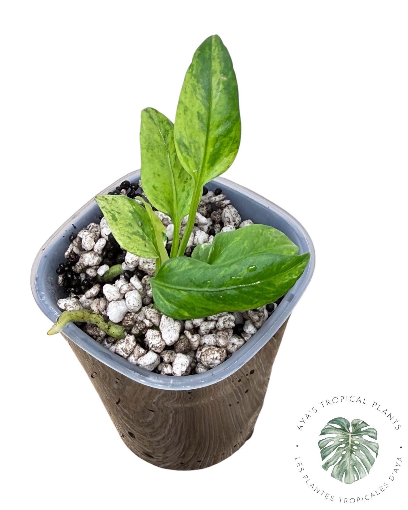 Anthurium Vittarifolium Variegated