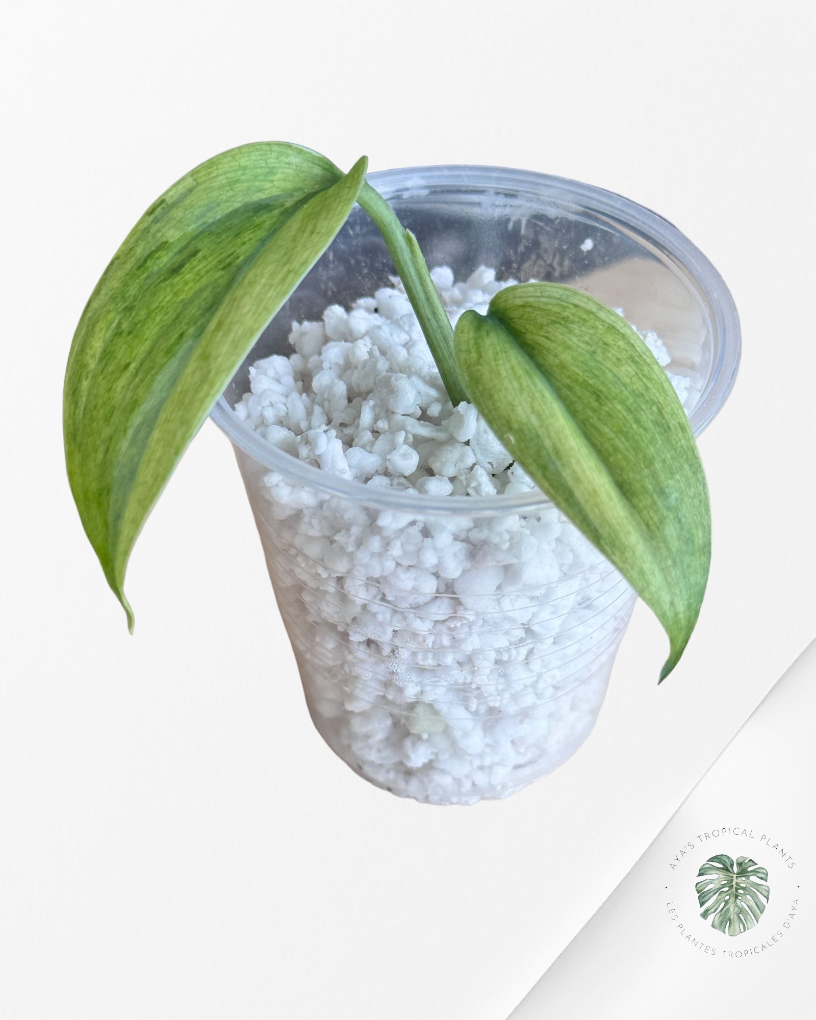 Philodendron Micans Variagated-JA0201