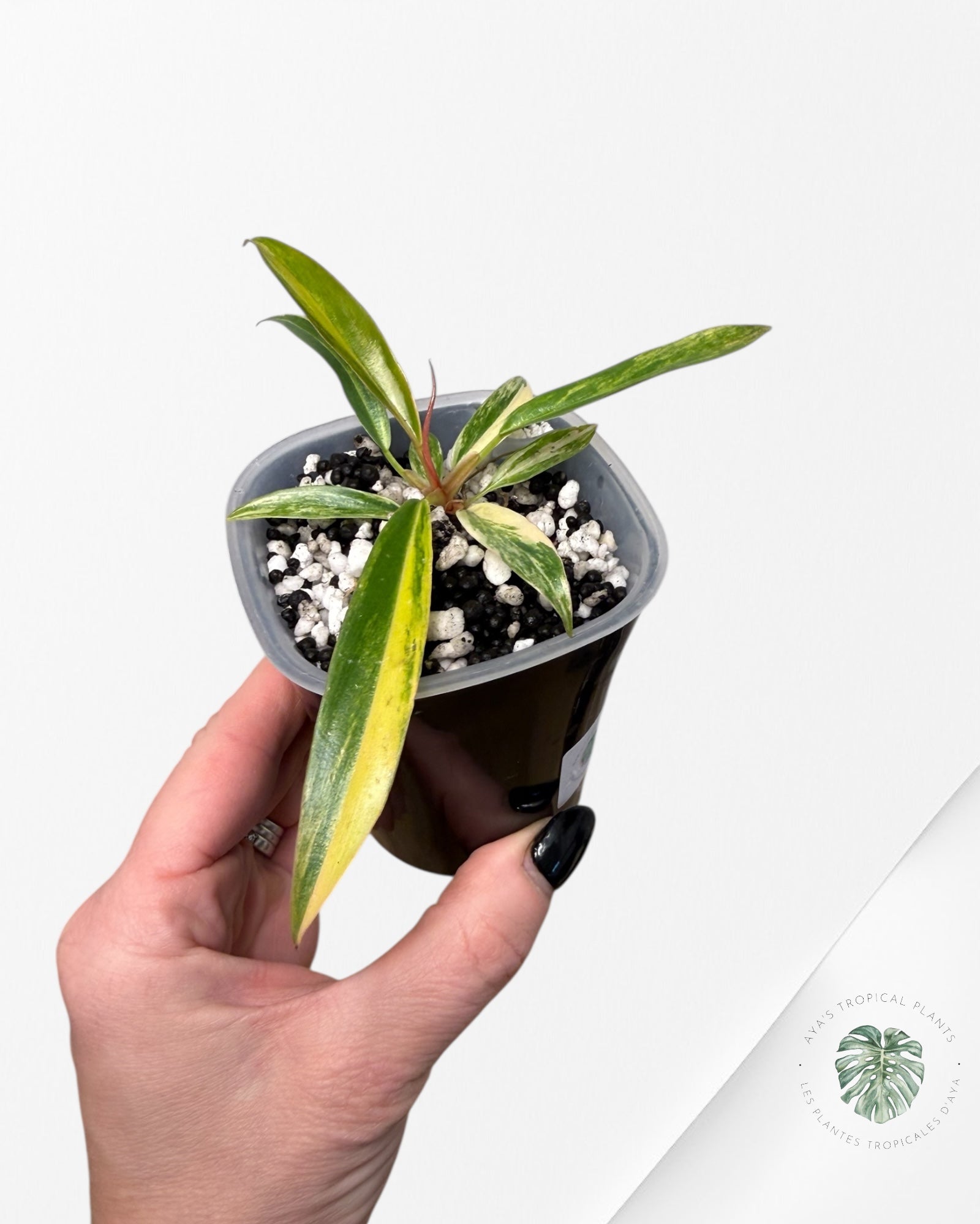 Philodendron Caramel Marble