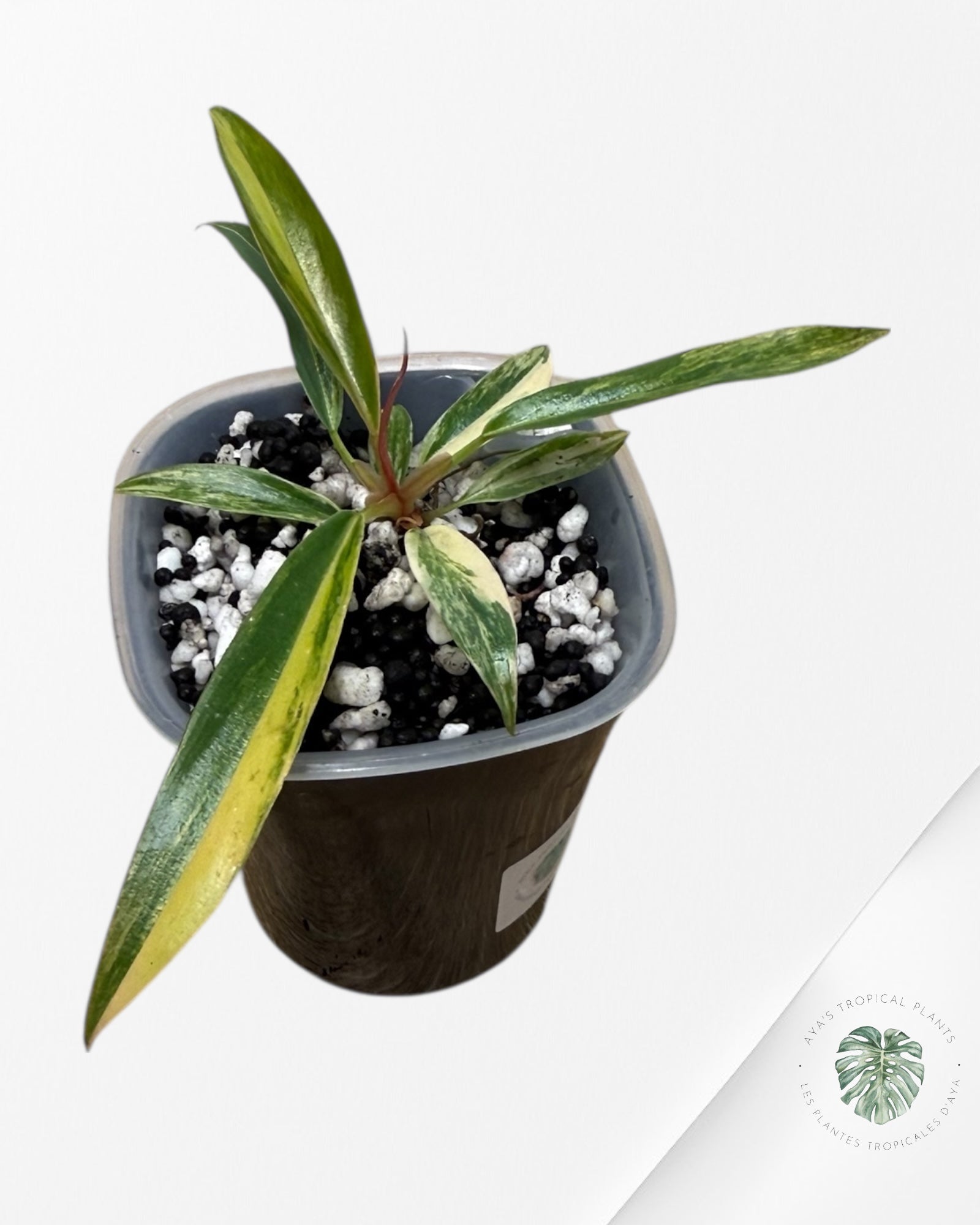 Philodendron Caramel Marble