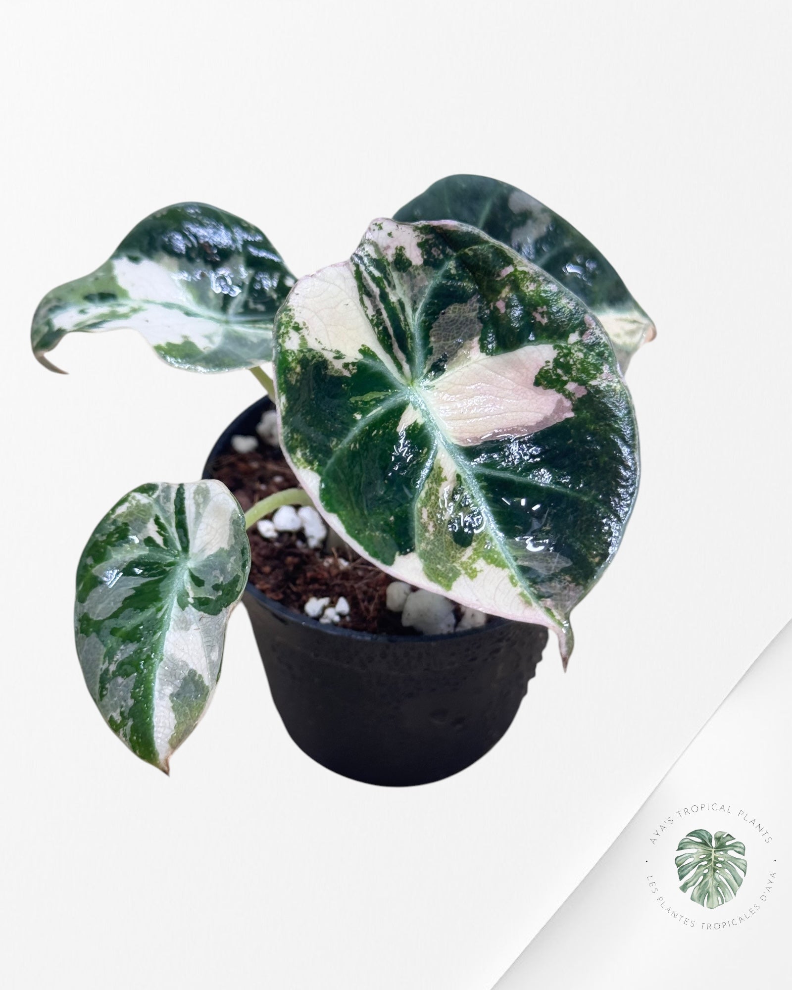 Alocasia Black Velvet Pink - LU