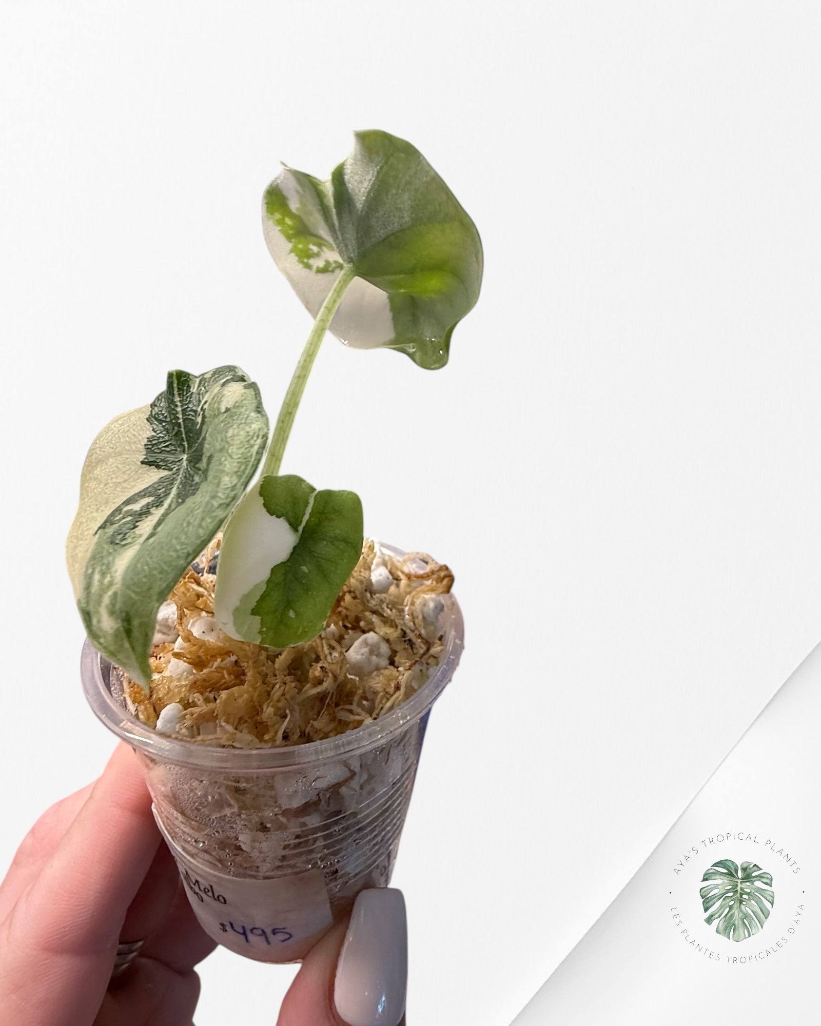 Alocasia Melo Variegated (Albo) - TC10