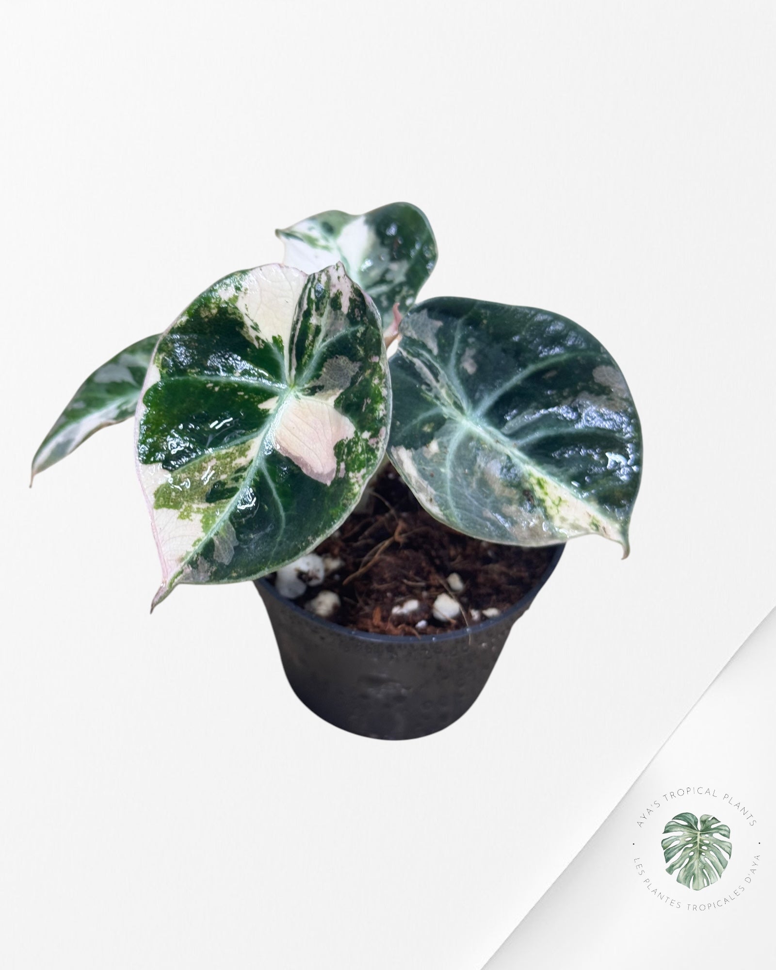 Alocasia Black Velvet Pink - LU