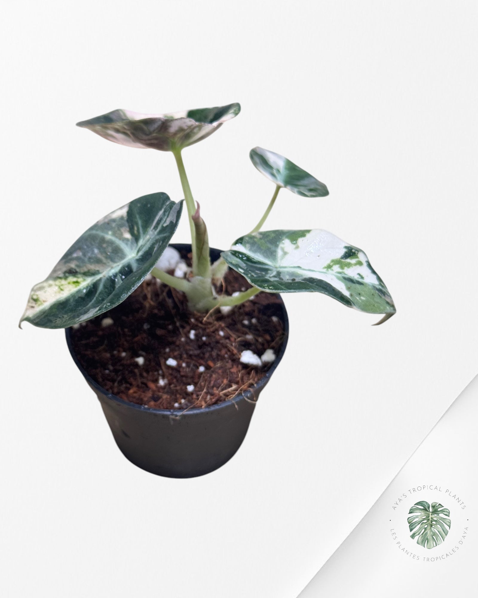 Alocasia Black Velvet Pink - LU