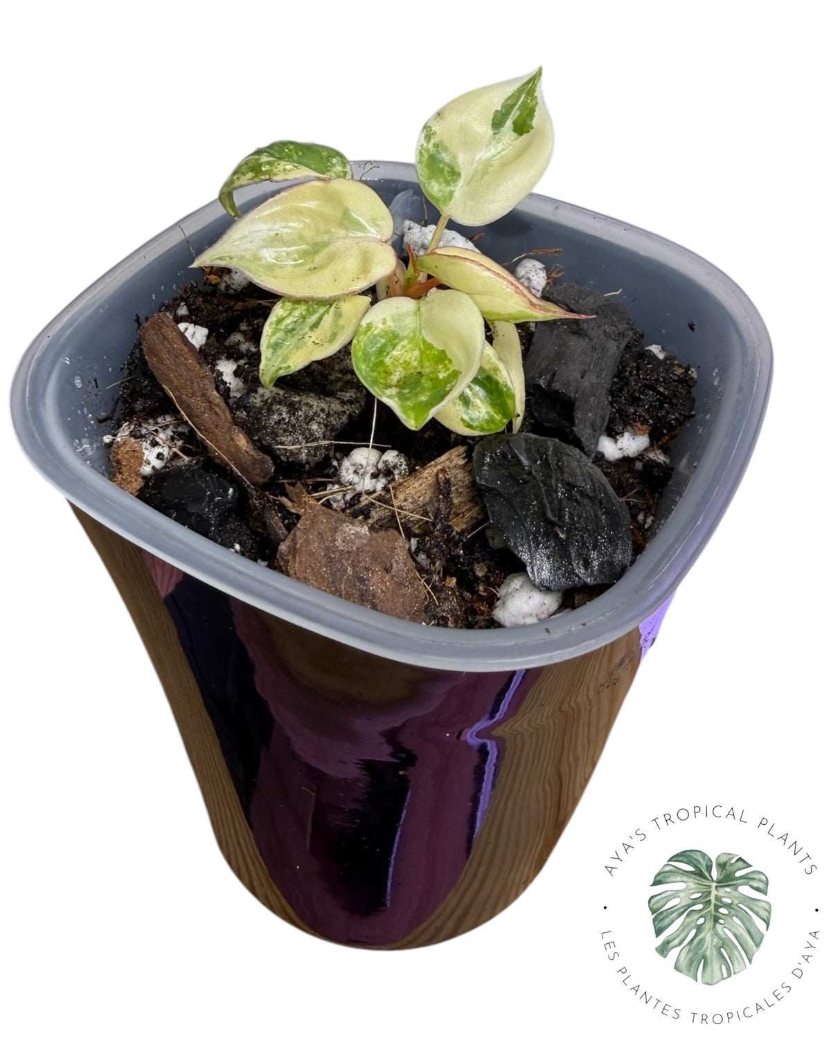 Philodendron Billietiae Variegated