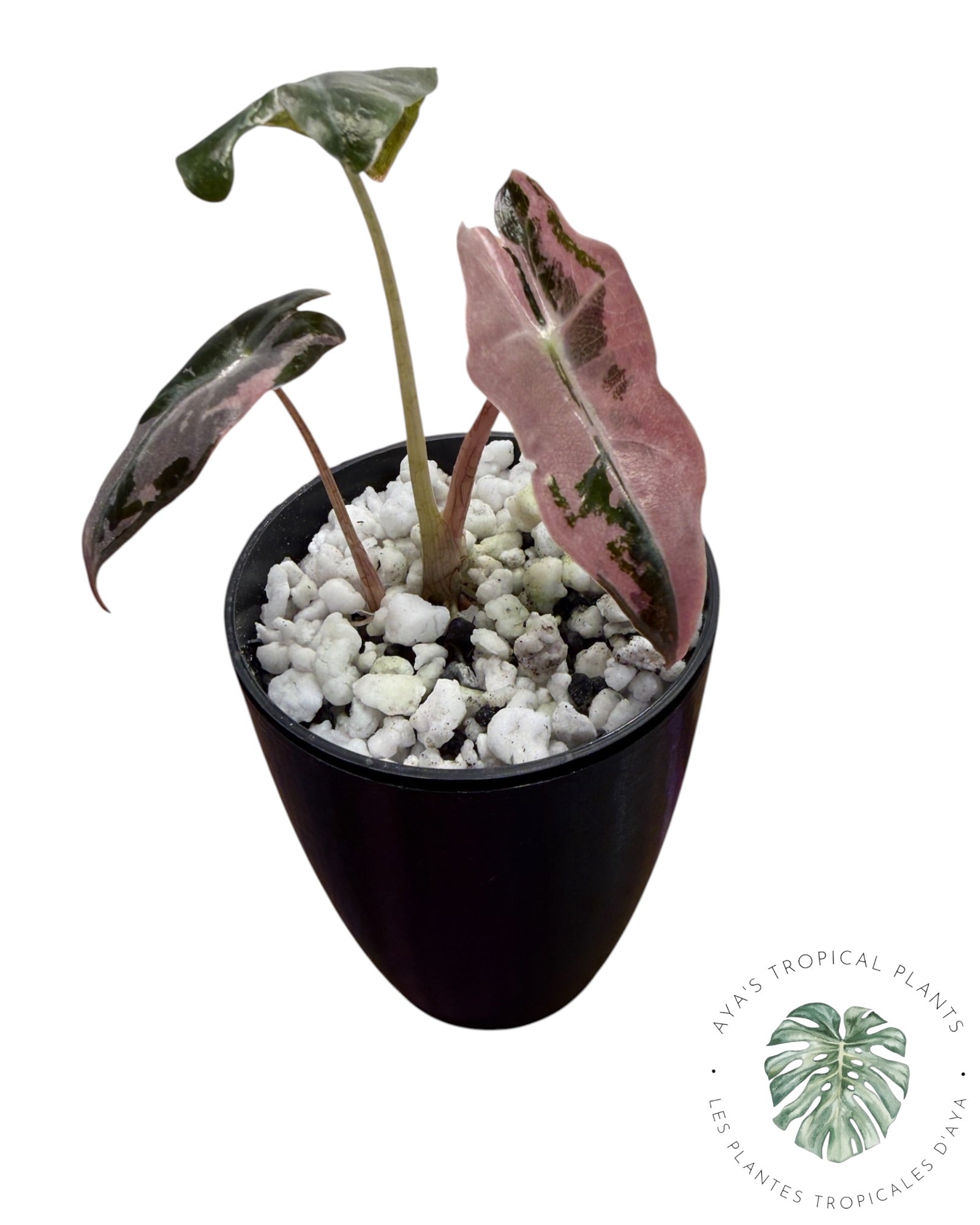 Alocasia Nobilis Panaché Rose (Copie 2)