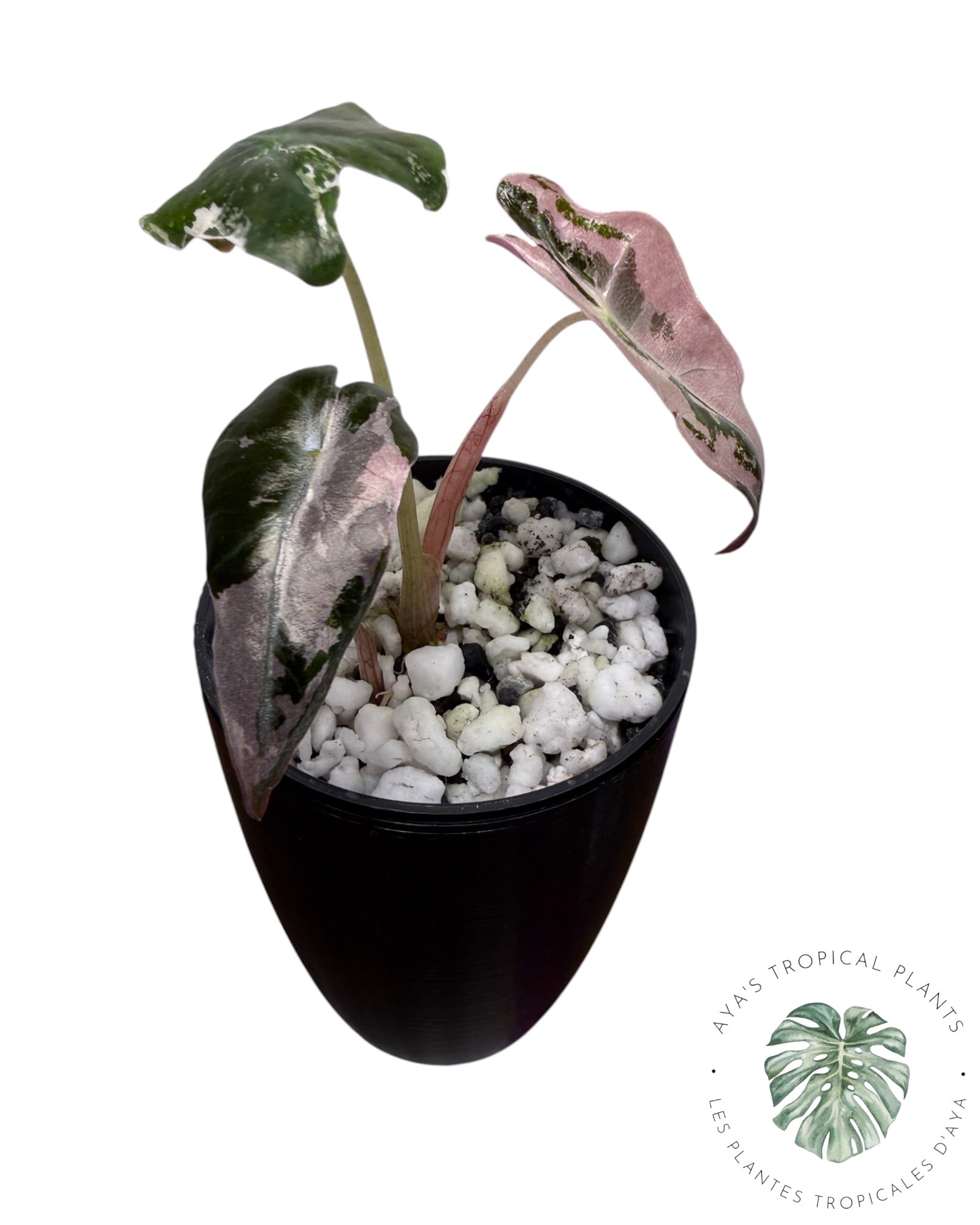 Alocasia Nobilis Panaché Rose (Copie 2)