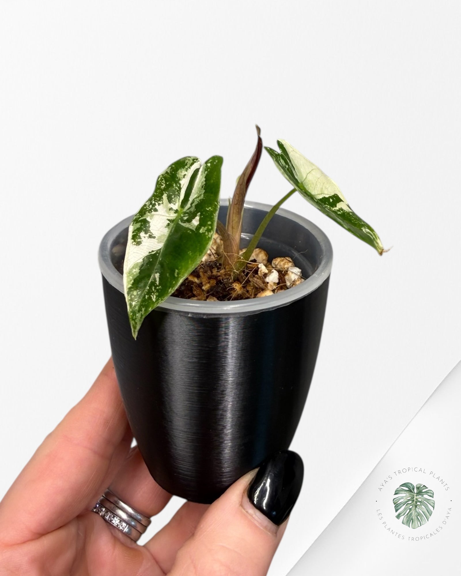 Alocasia Polly Variegated Pink