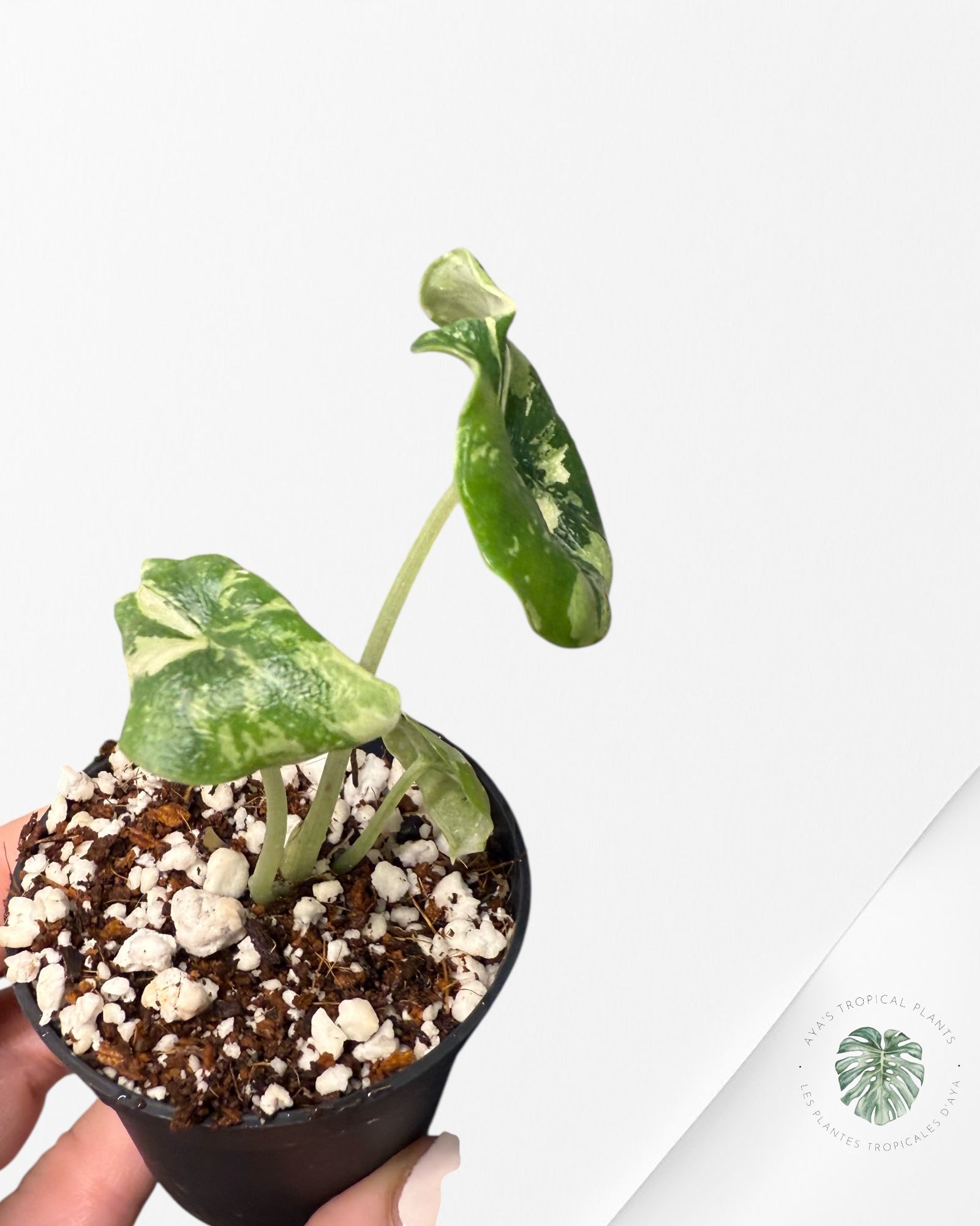 Alocasia Melo Albo Variagated-TC66