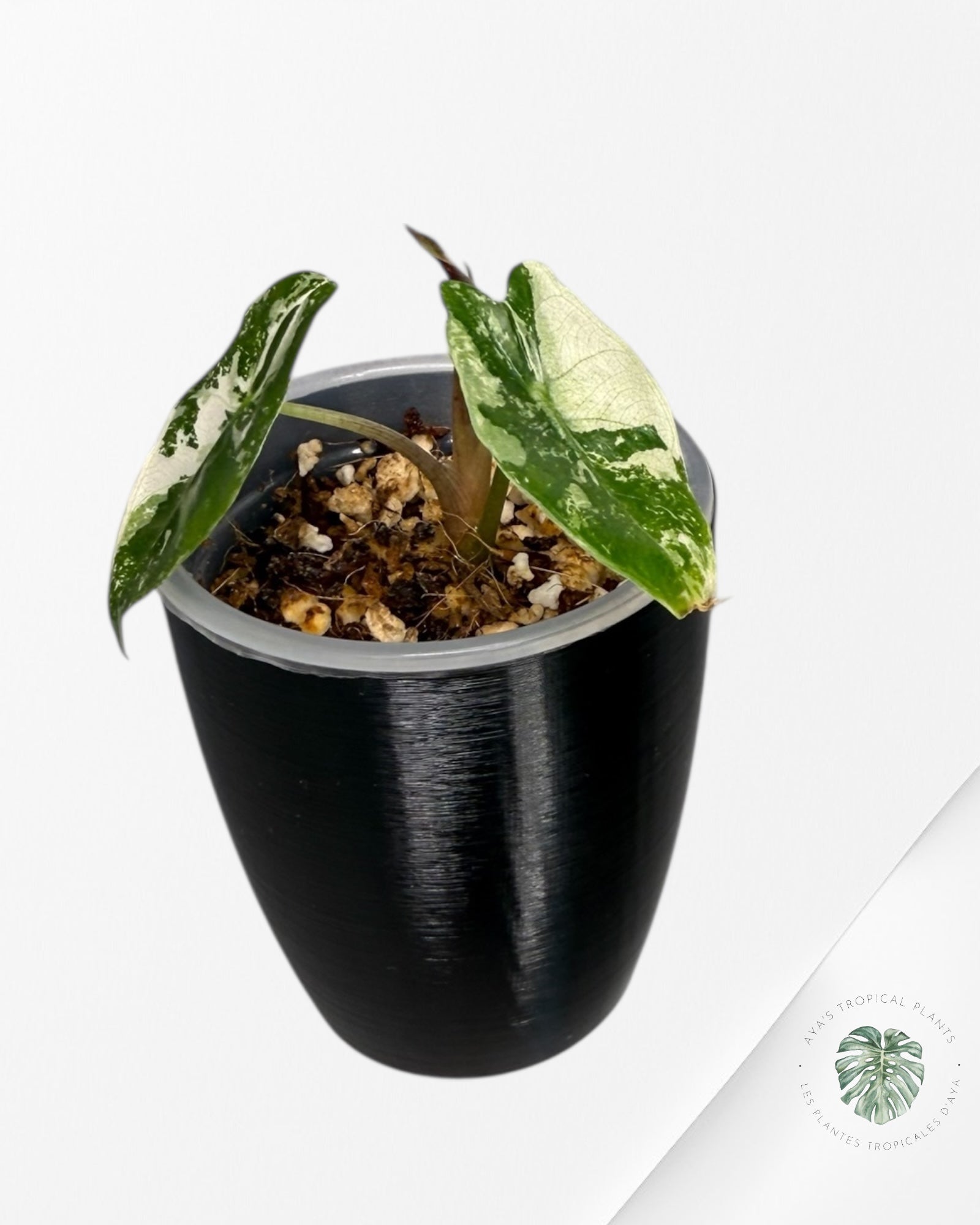 Alocasia Polly Variegated Pink