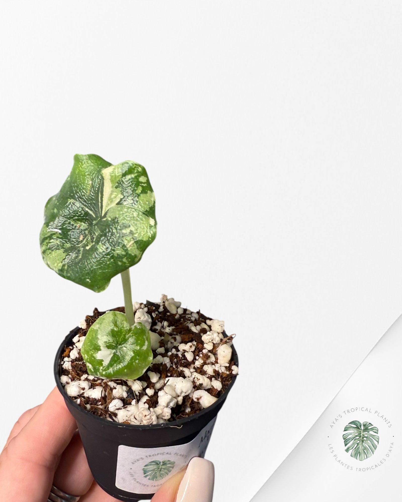 Alocasia Melo Albo Variagated-TC66
