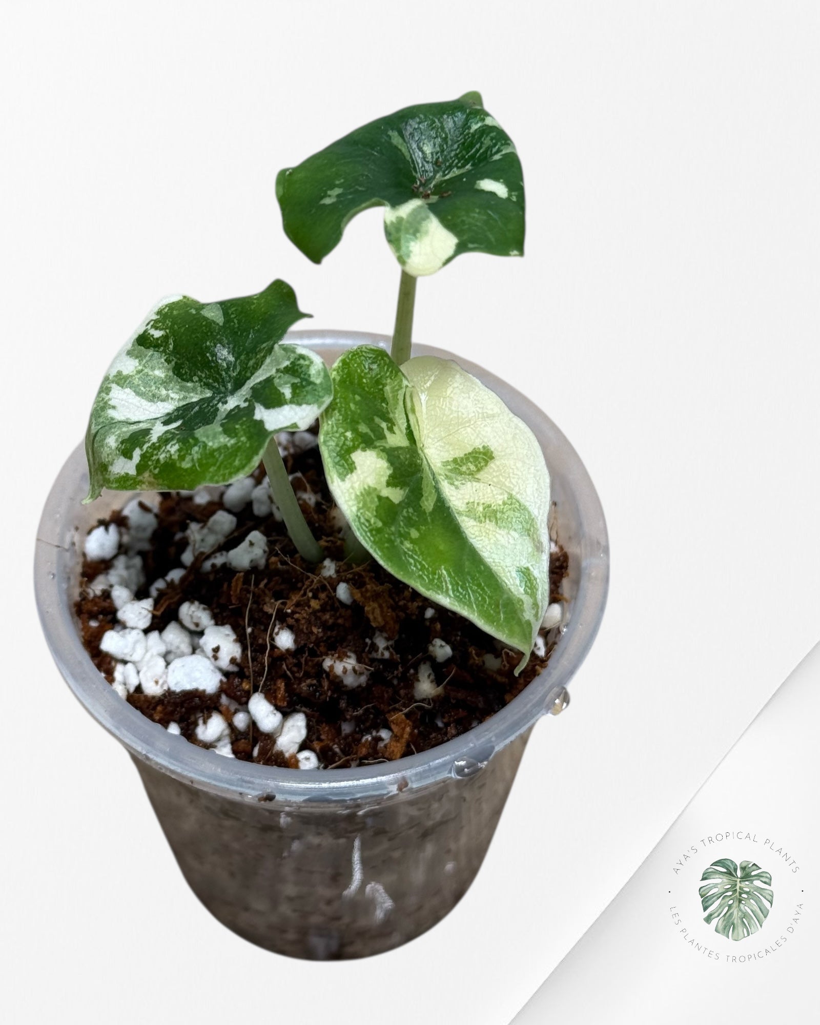 Alocasia Melo Panaché Albo- 01