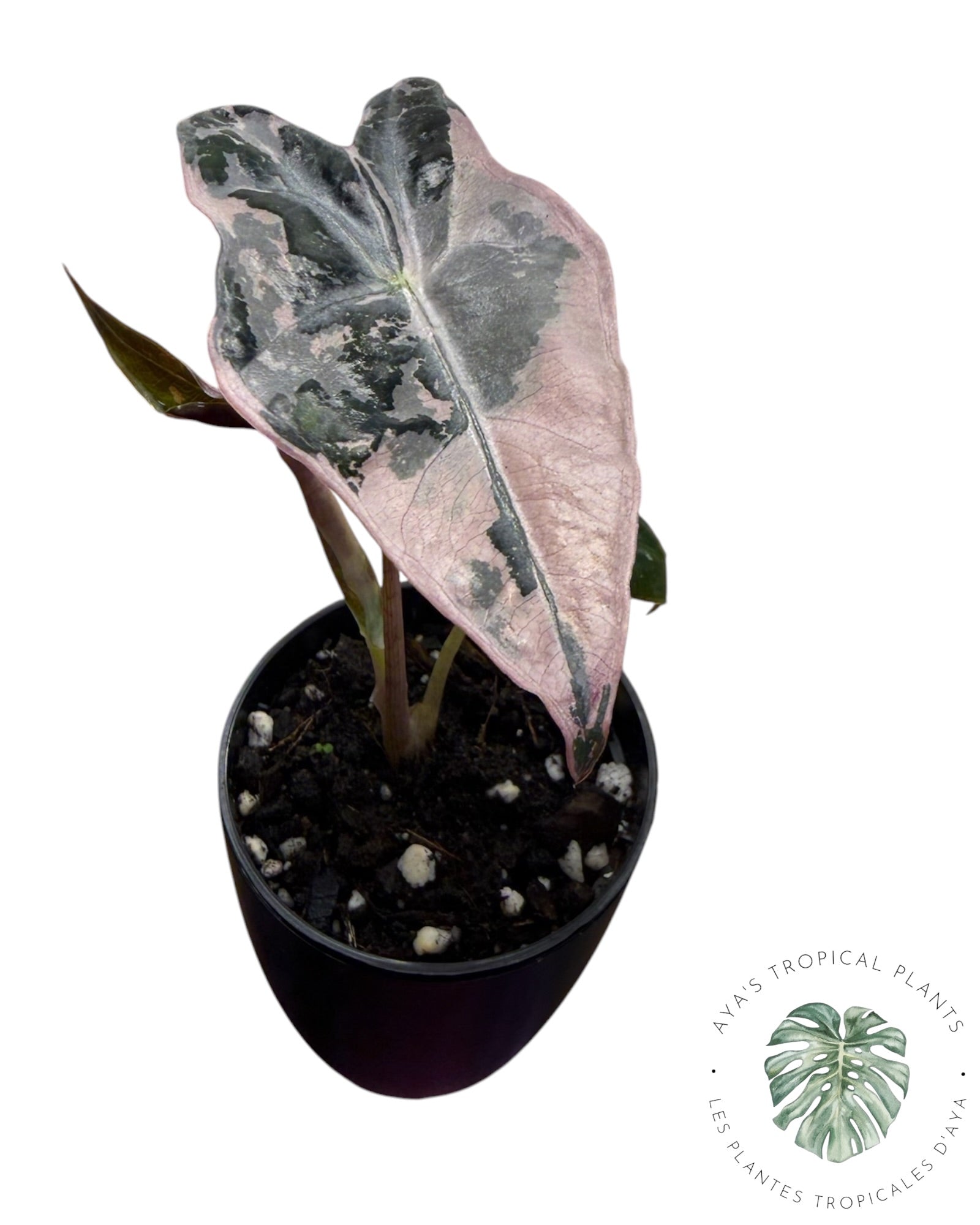 Alocasia Nobilis Pink Variegated