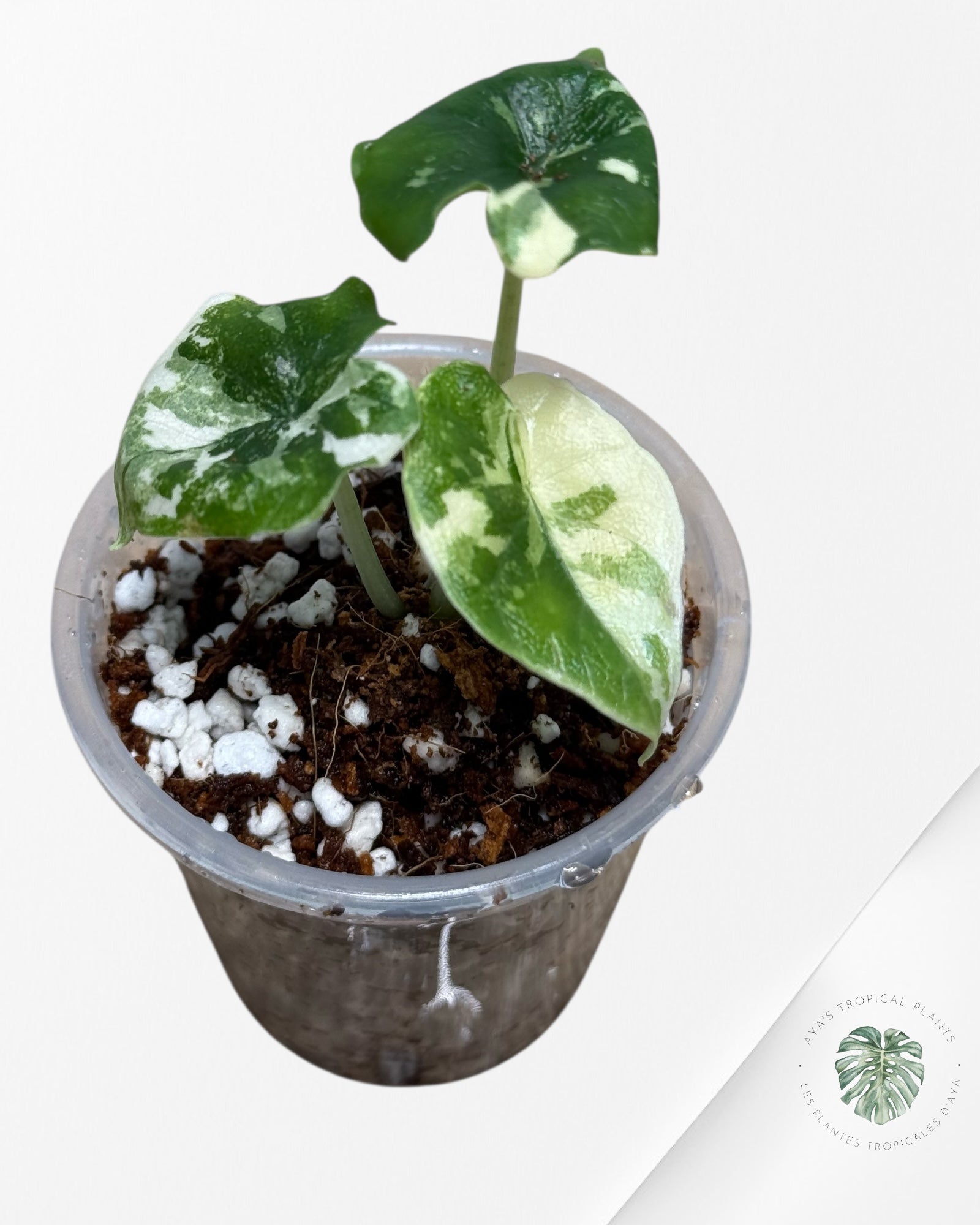 Alocasia Melo Panaché Albo- 01