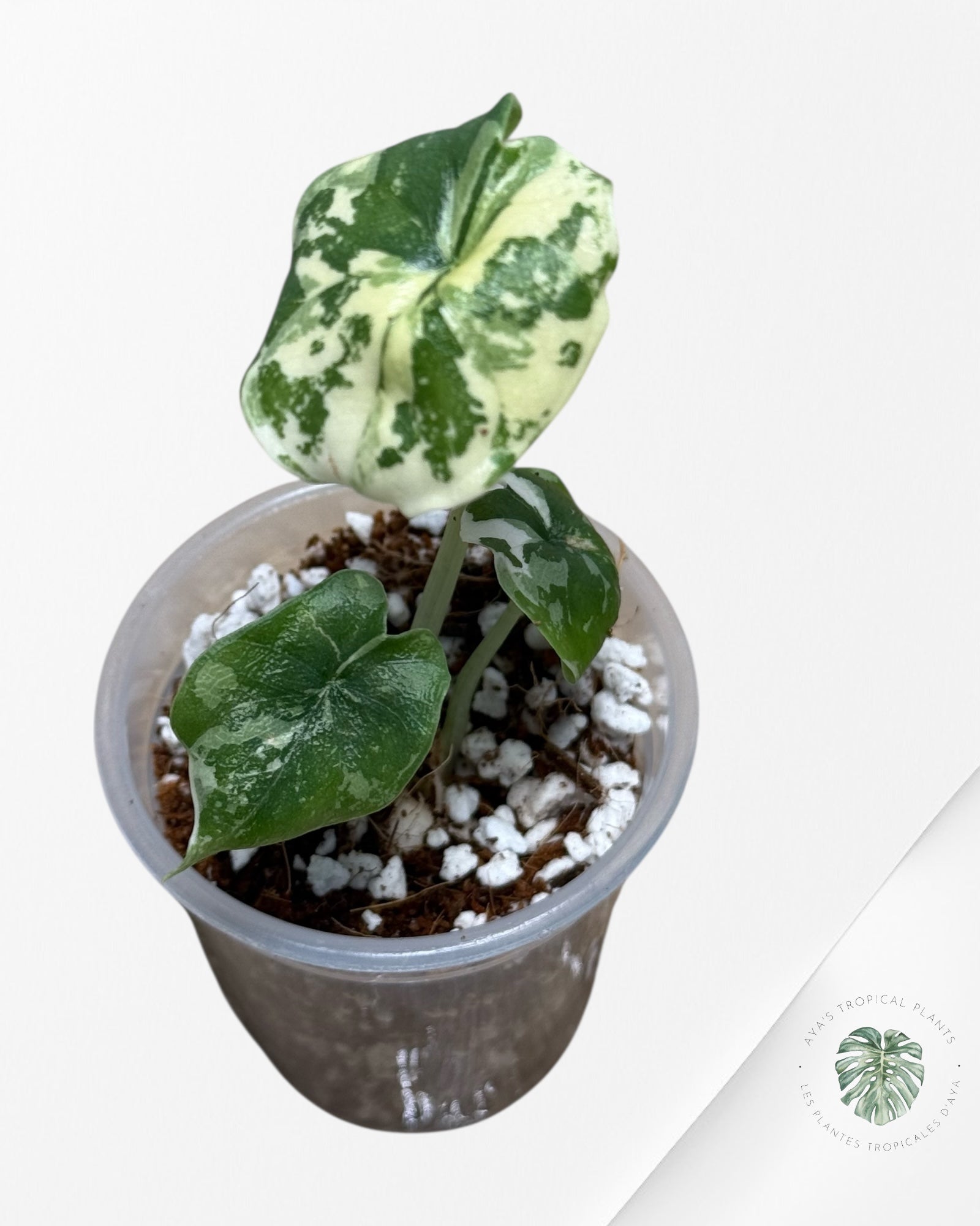 Alocasia Melo Panaché Albo-02