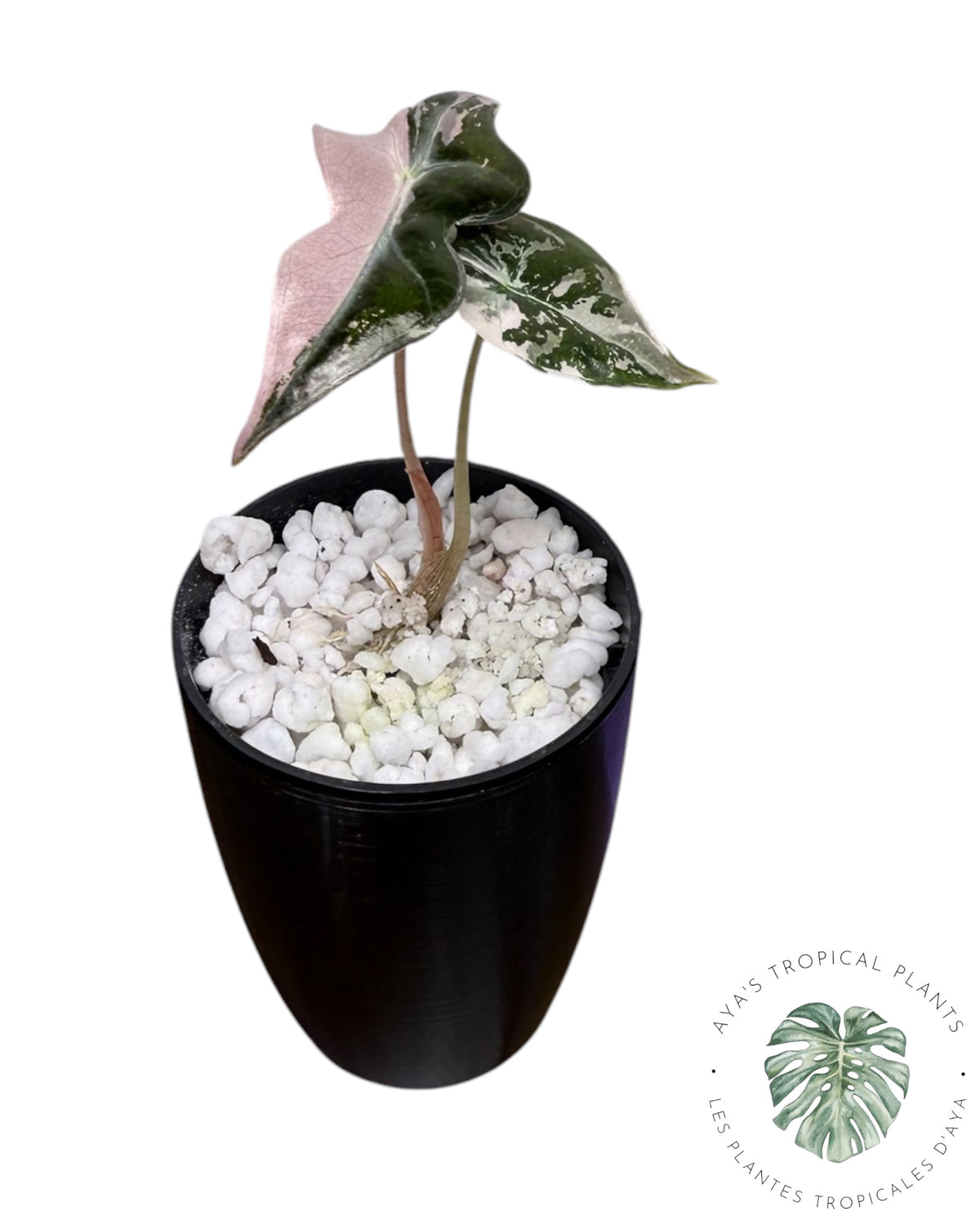 Alocasia Nobilis Pink Variegated