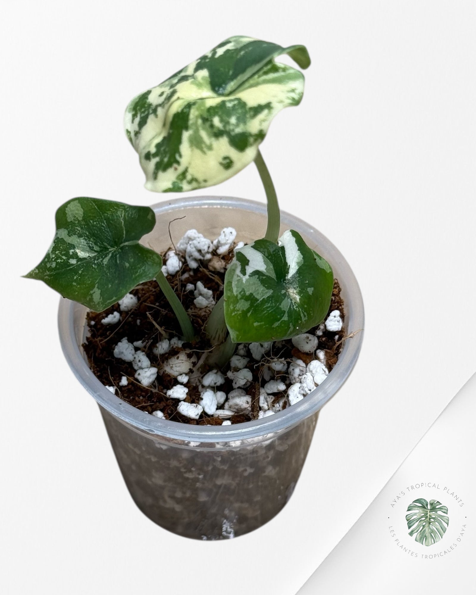 Alocasia Melo Panaché Albo-02