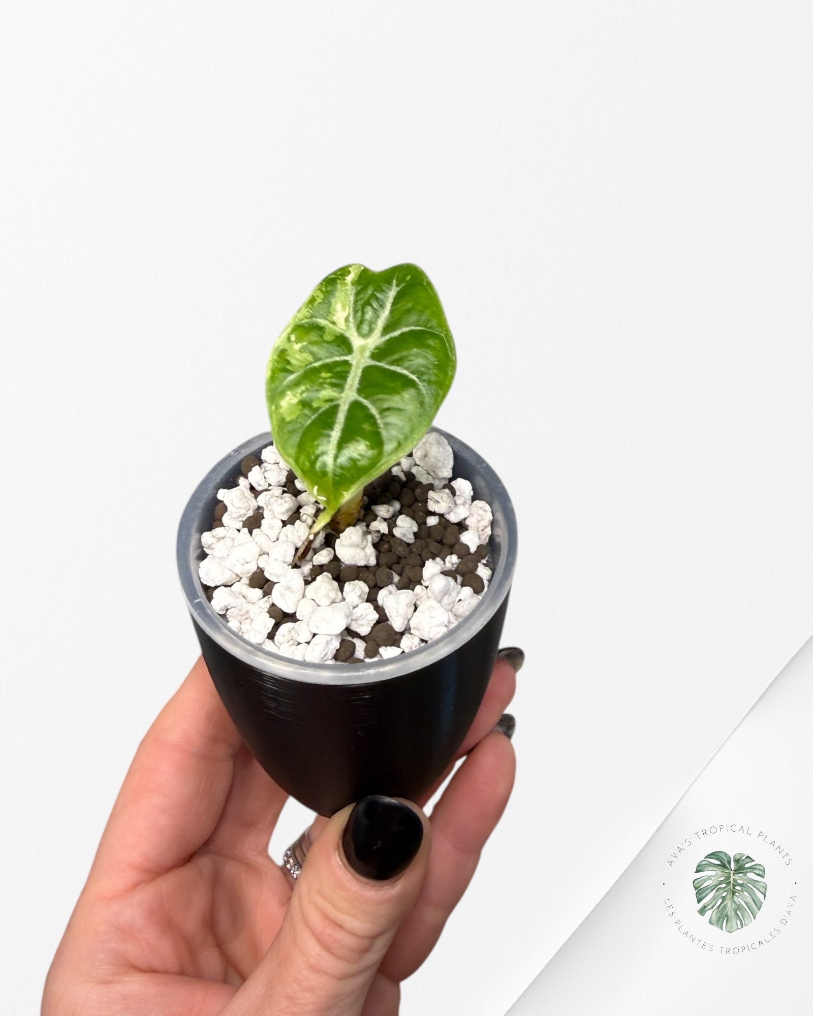 Alocasia Watsoniana Doff. Pink Variegated