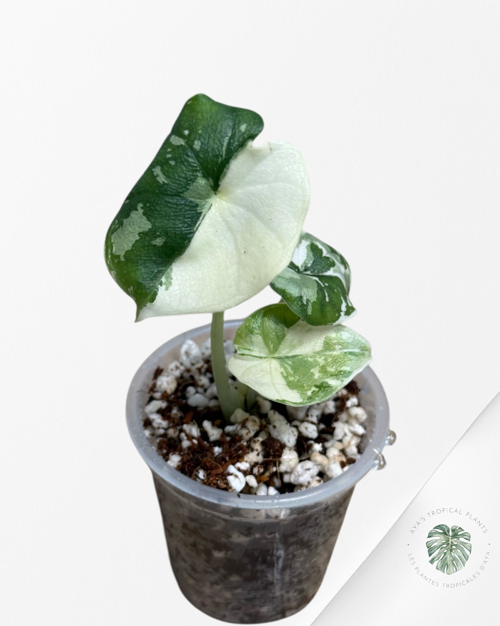 Alocasia Melo Panaché Albo-03
