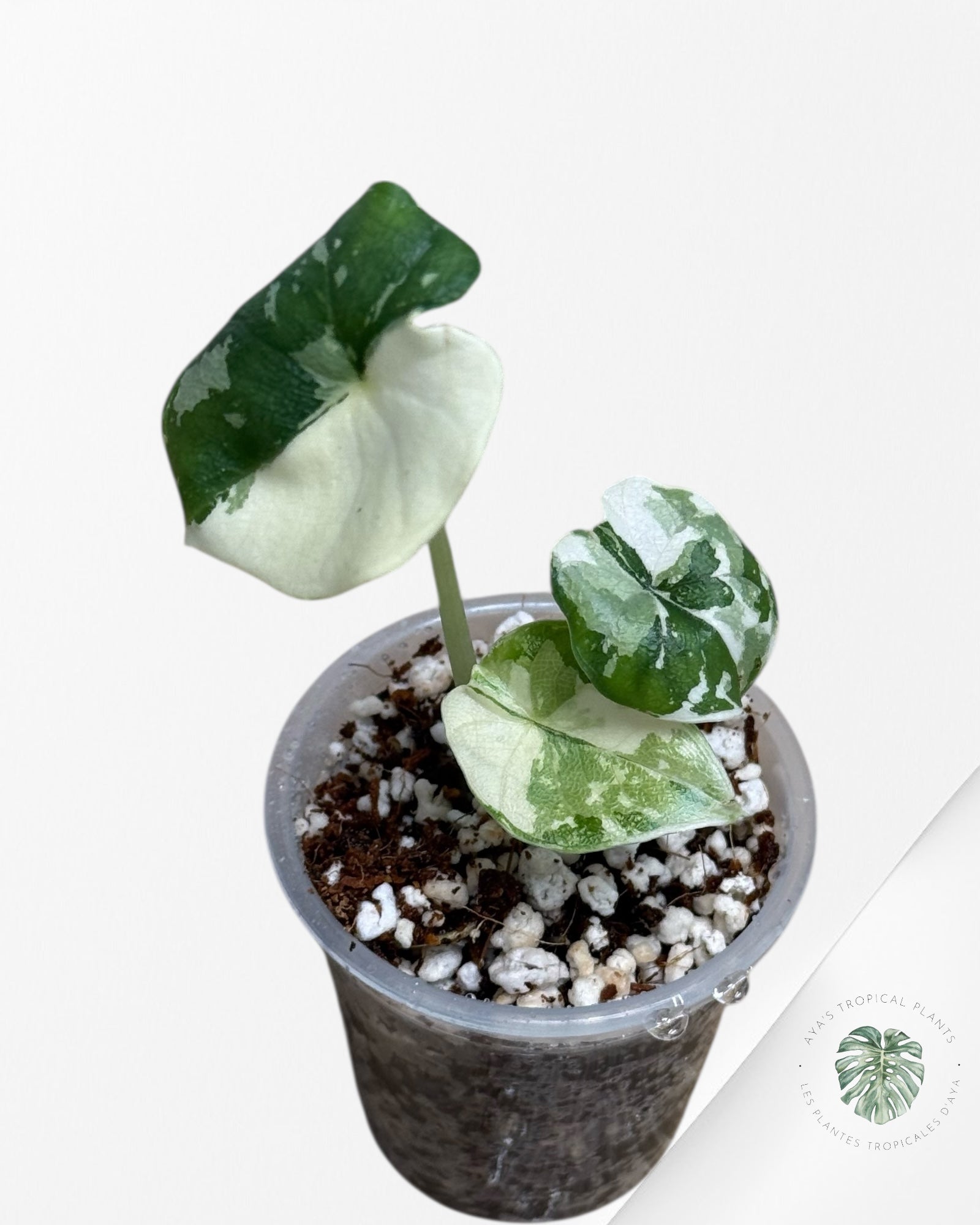Alocasia Melo Panaché Albo-03