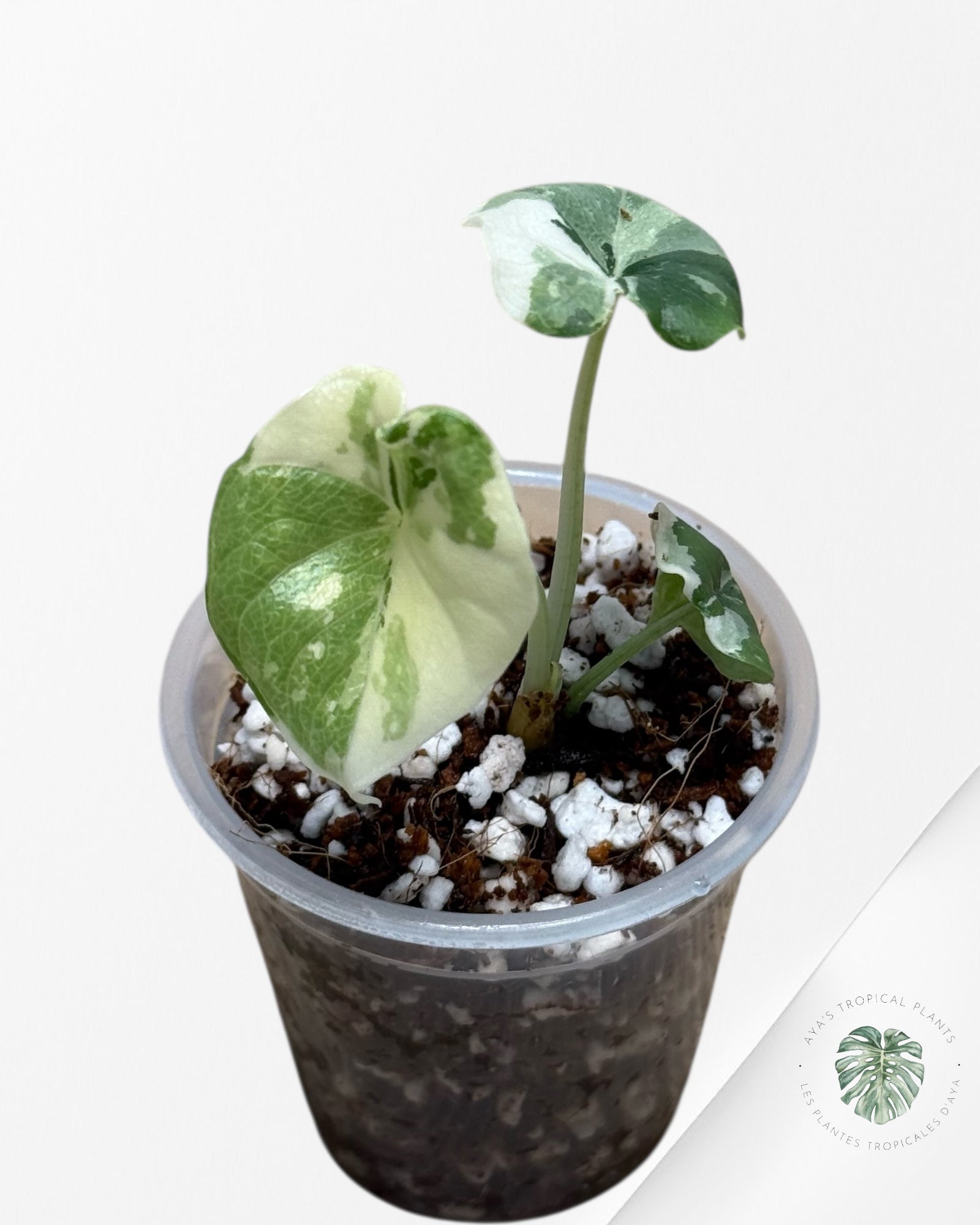 Alocasia Melo Panaché Albo-04