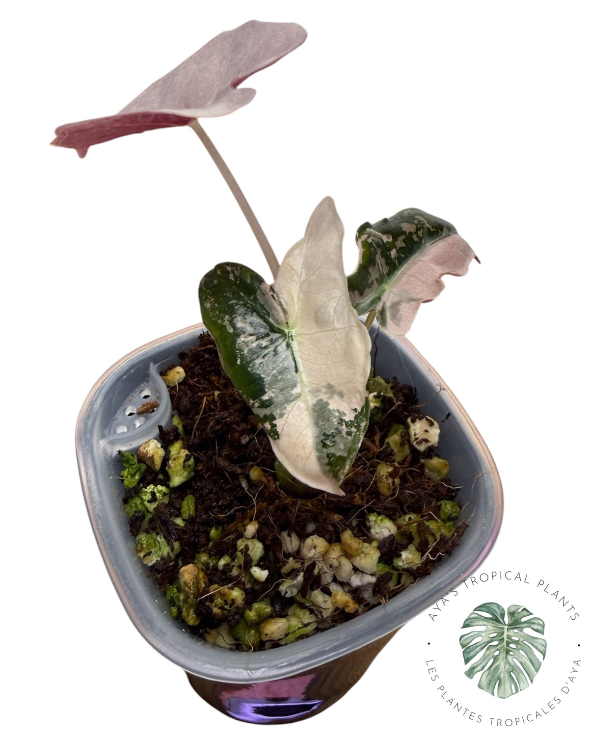 Alocasia Nobilis Panaché Rose