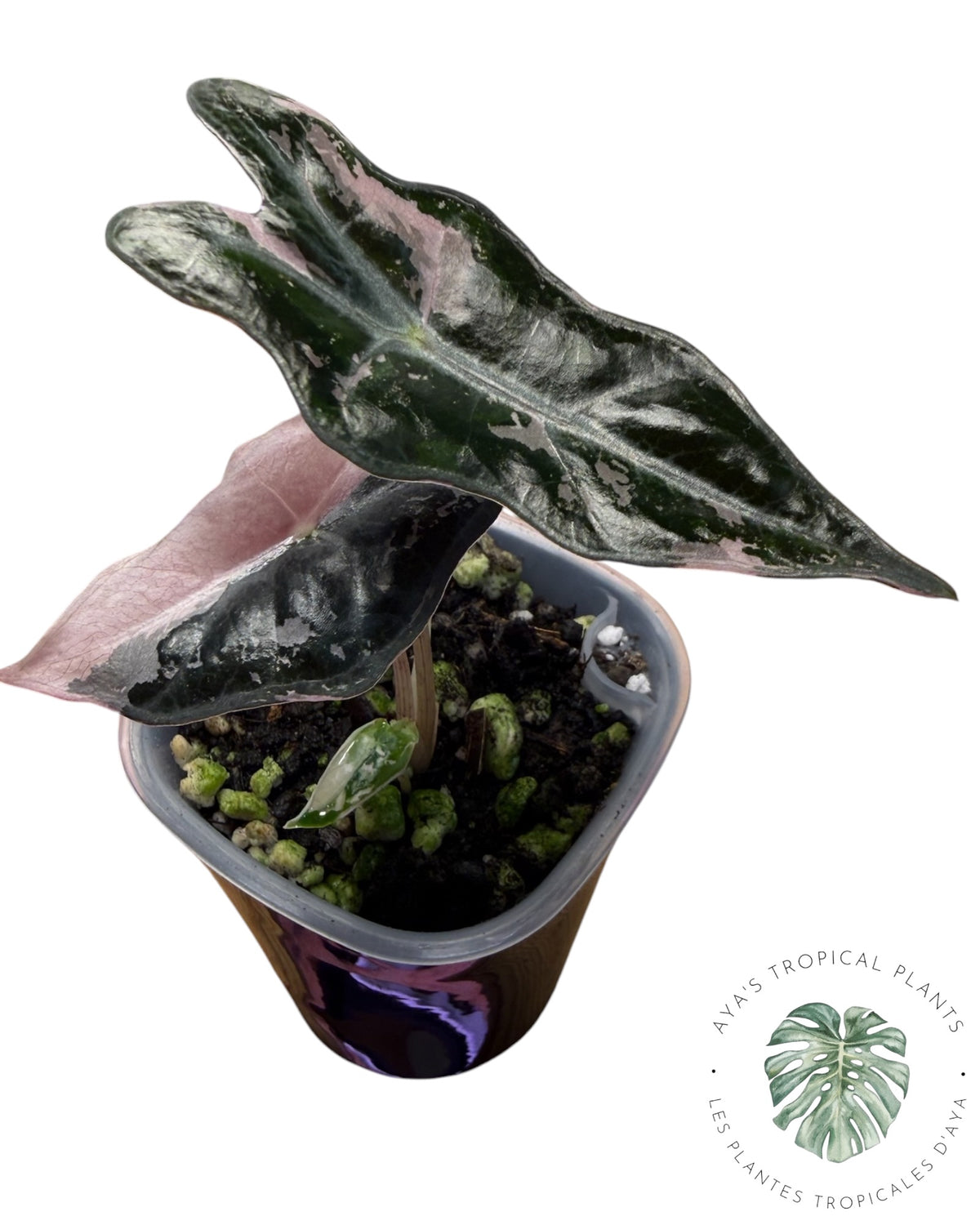 Alocasia Nobilis Panaché Rose