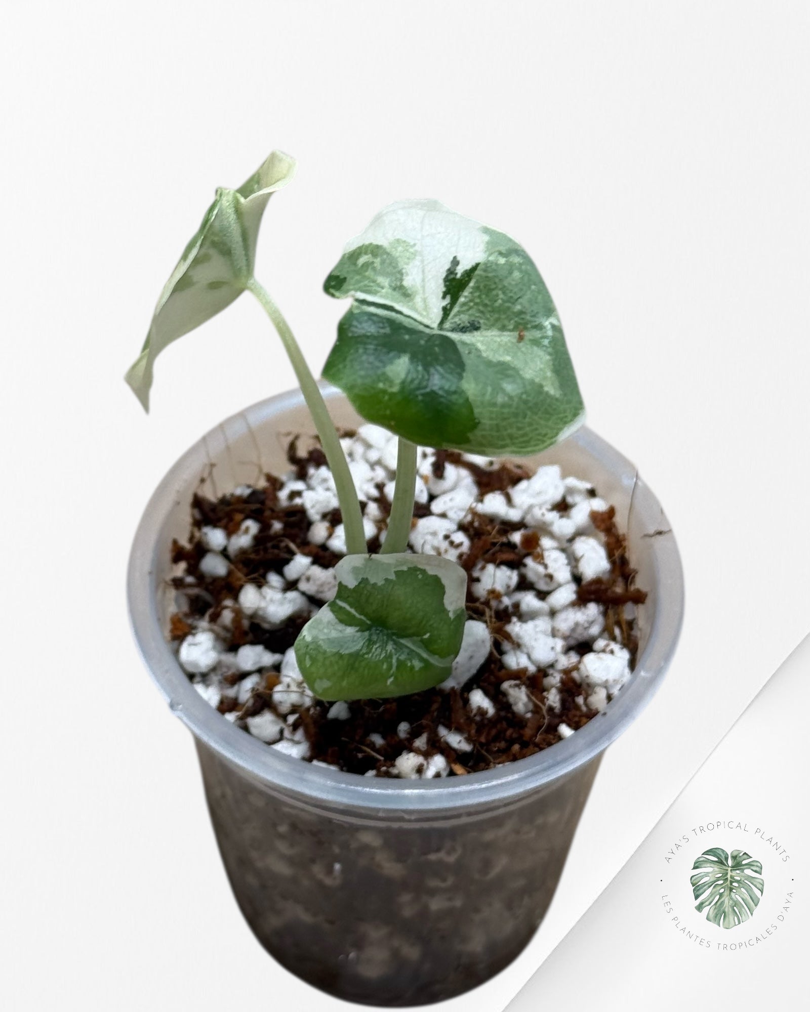 Alocasia Melo Panaché Albo-04
