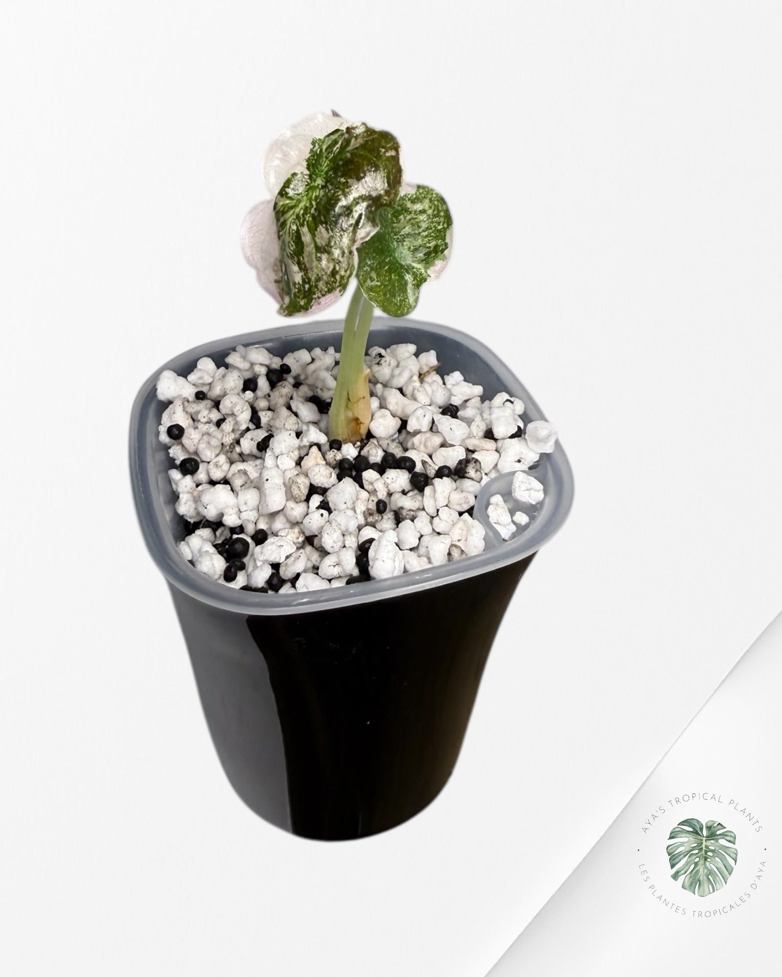 Alocasia Cuprea Variegated Albo|Pink