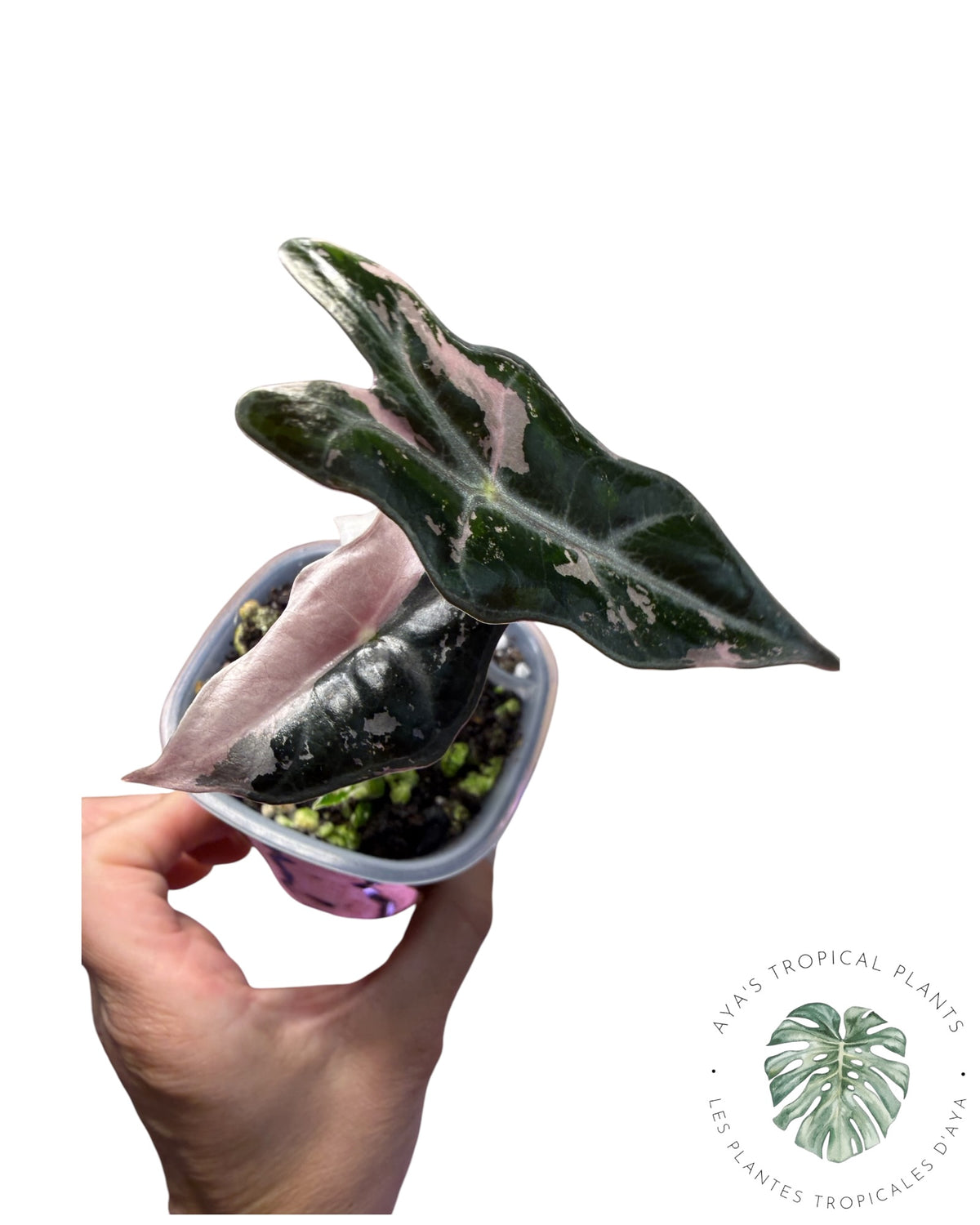 Alocasia Nobilis Panaché Rose