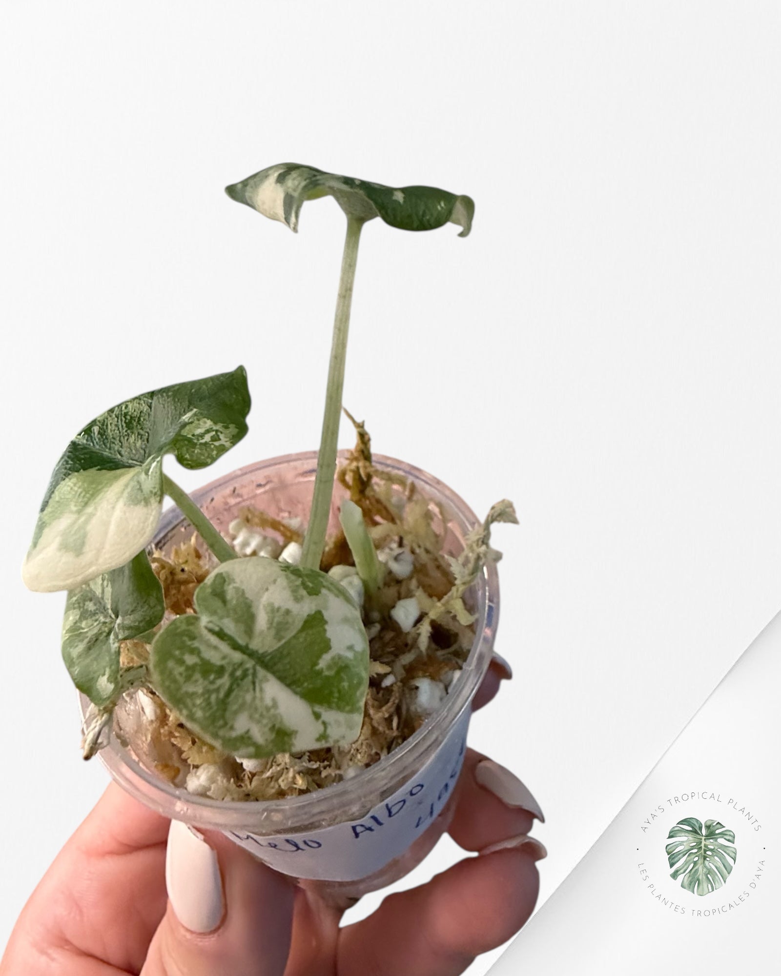Alocasia Melo Variegated (Albo) - TC09
