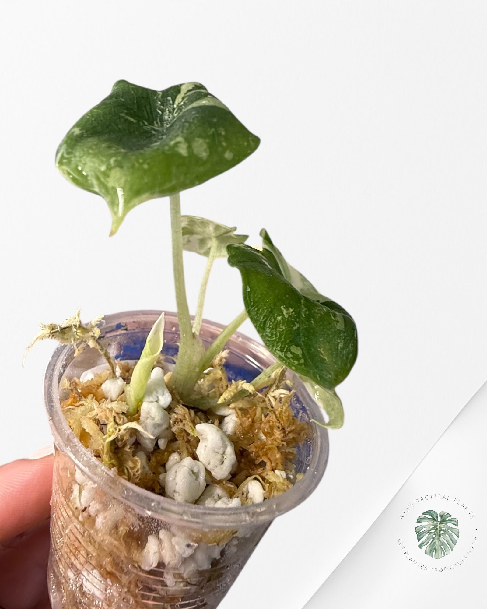 Alocasia Melo Variegated (Albo) - TC09