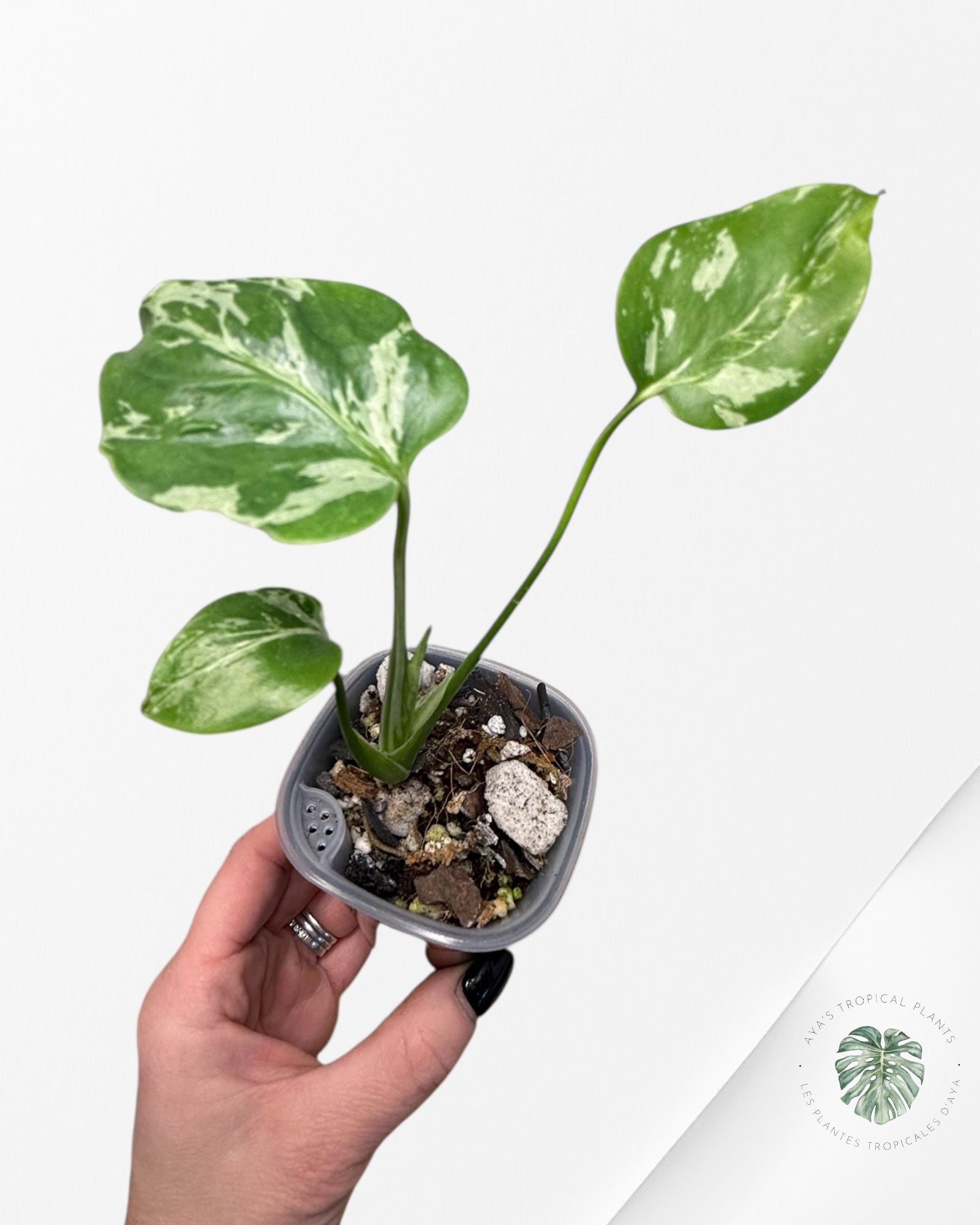 Monstera Deliciosa Bulbasaur