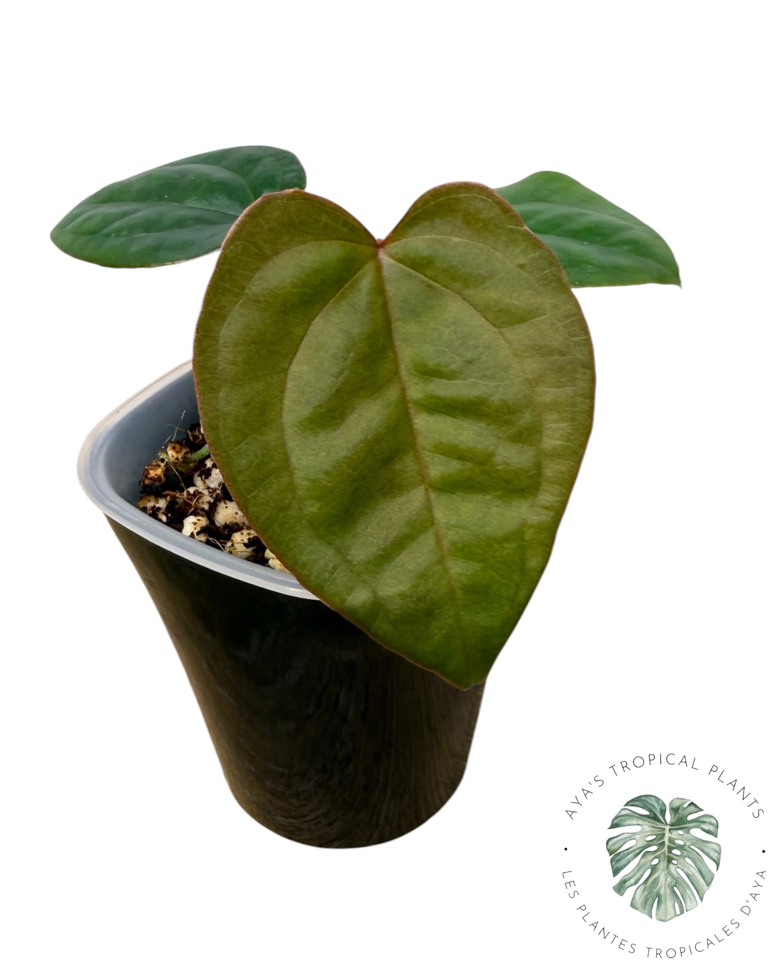 Anthurium Ace of Spades x Luxurians