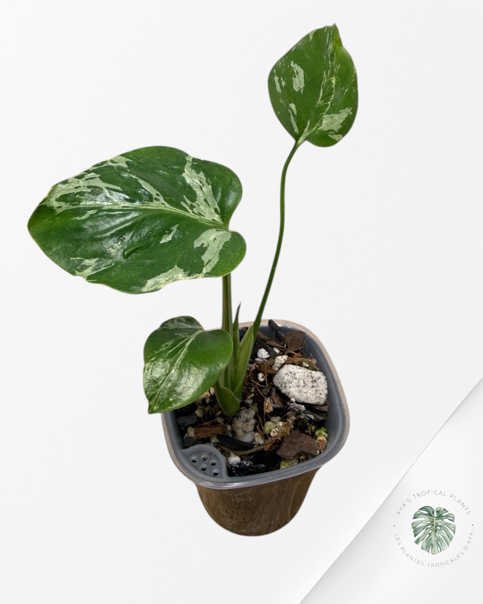 Monstera Deliciosa Bulbasaur