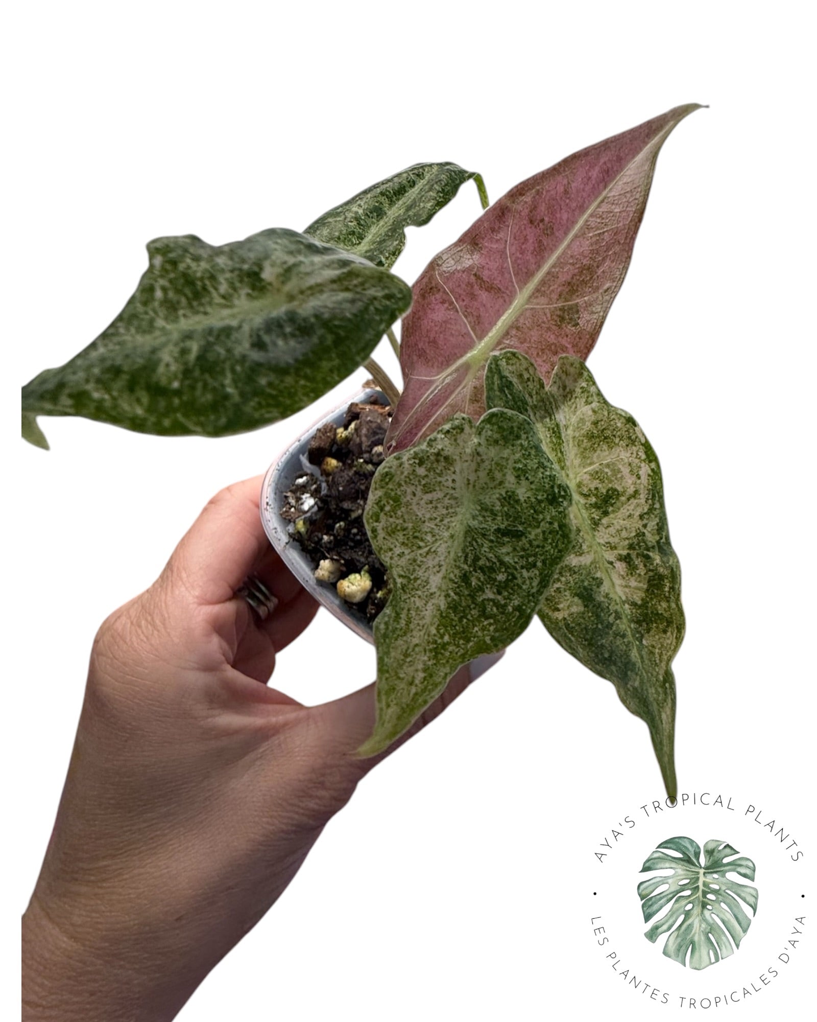 Alocasia Black Satun ‘Stardust’ Variegated