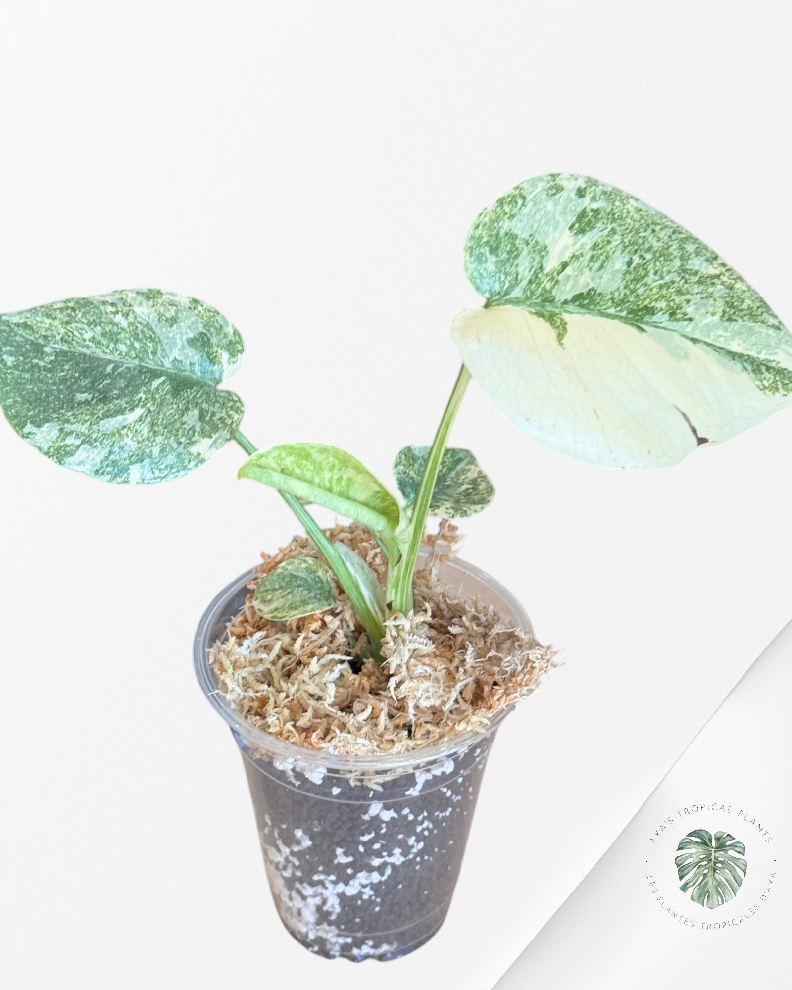 Monstera Legacy