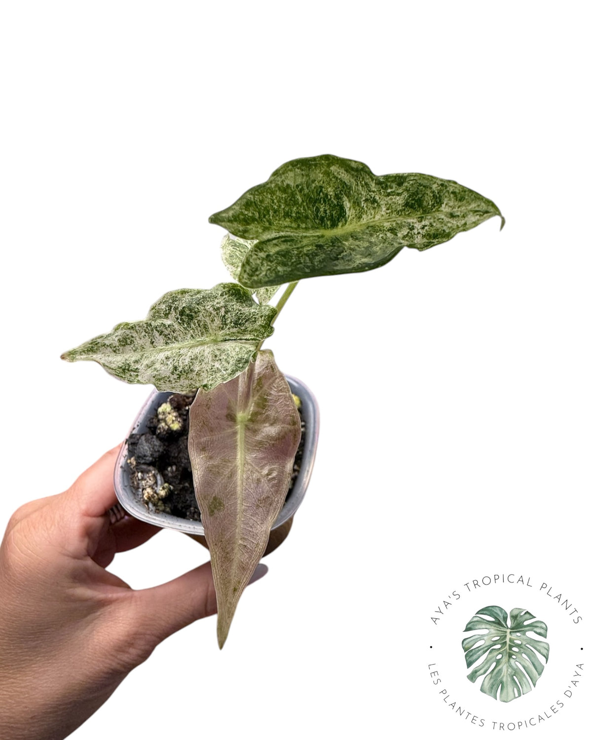 Alocasia Black Satun 'Stardust' panaché
