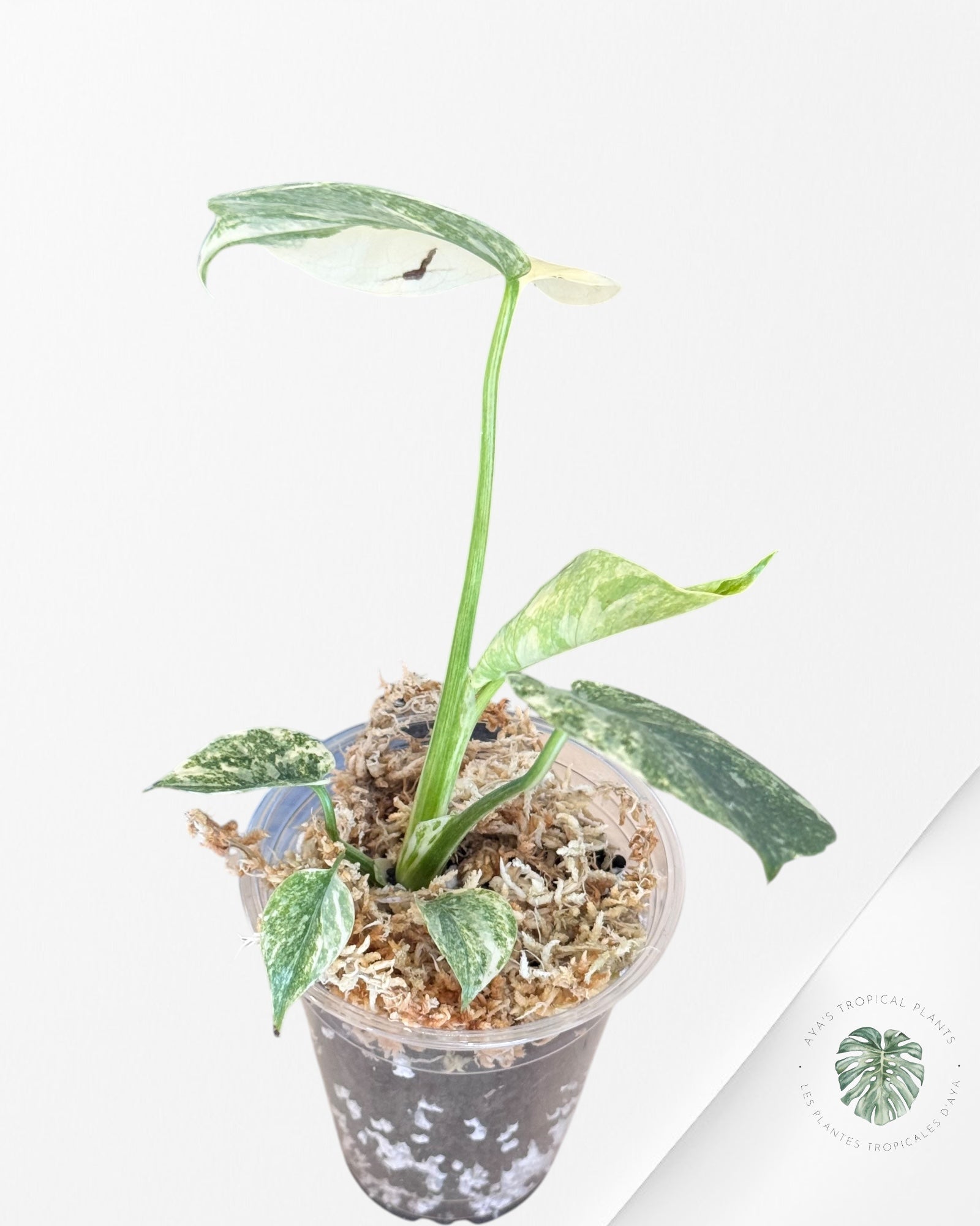 Monstera Legacy