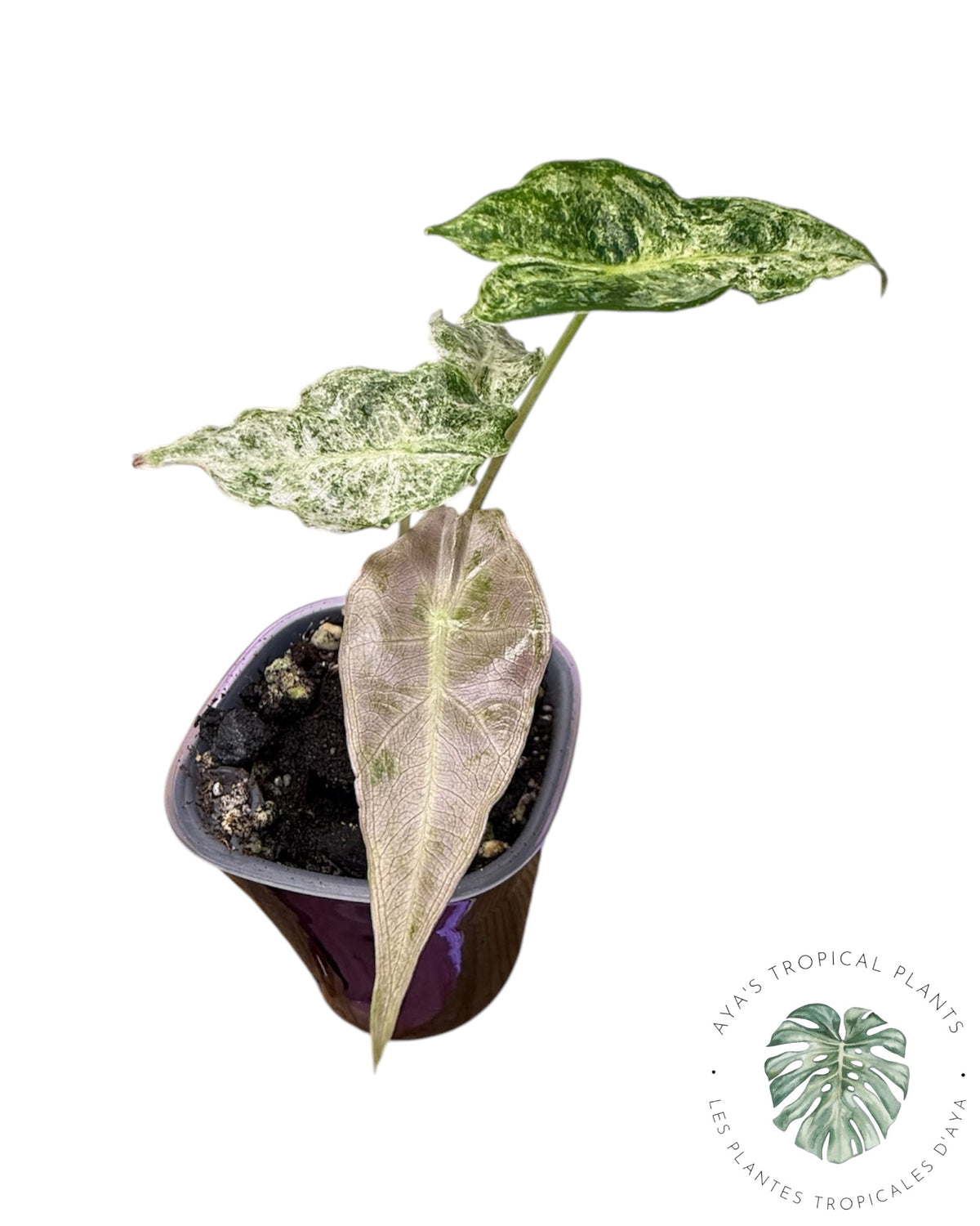 Alocasia Black Satun 'Stardust' panaché