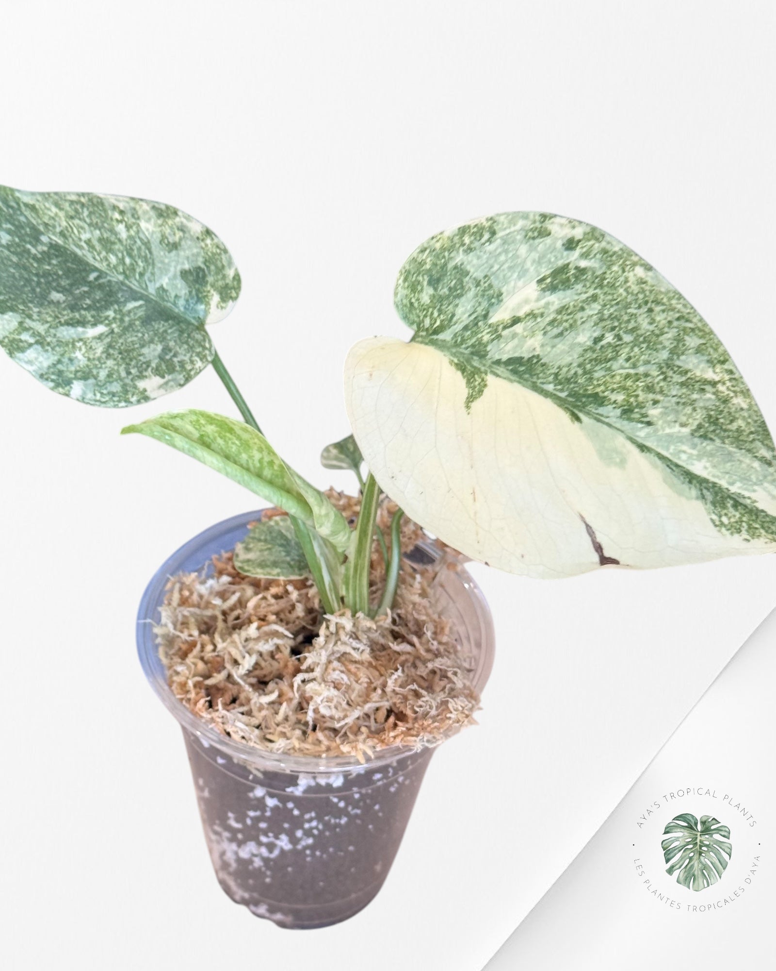 Monstera Legacy