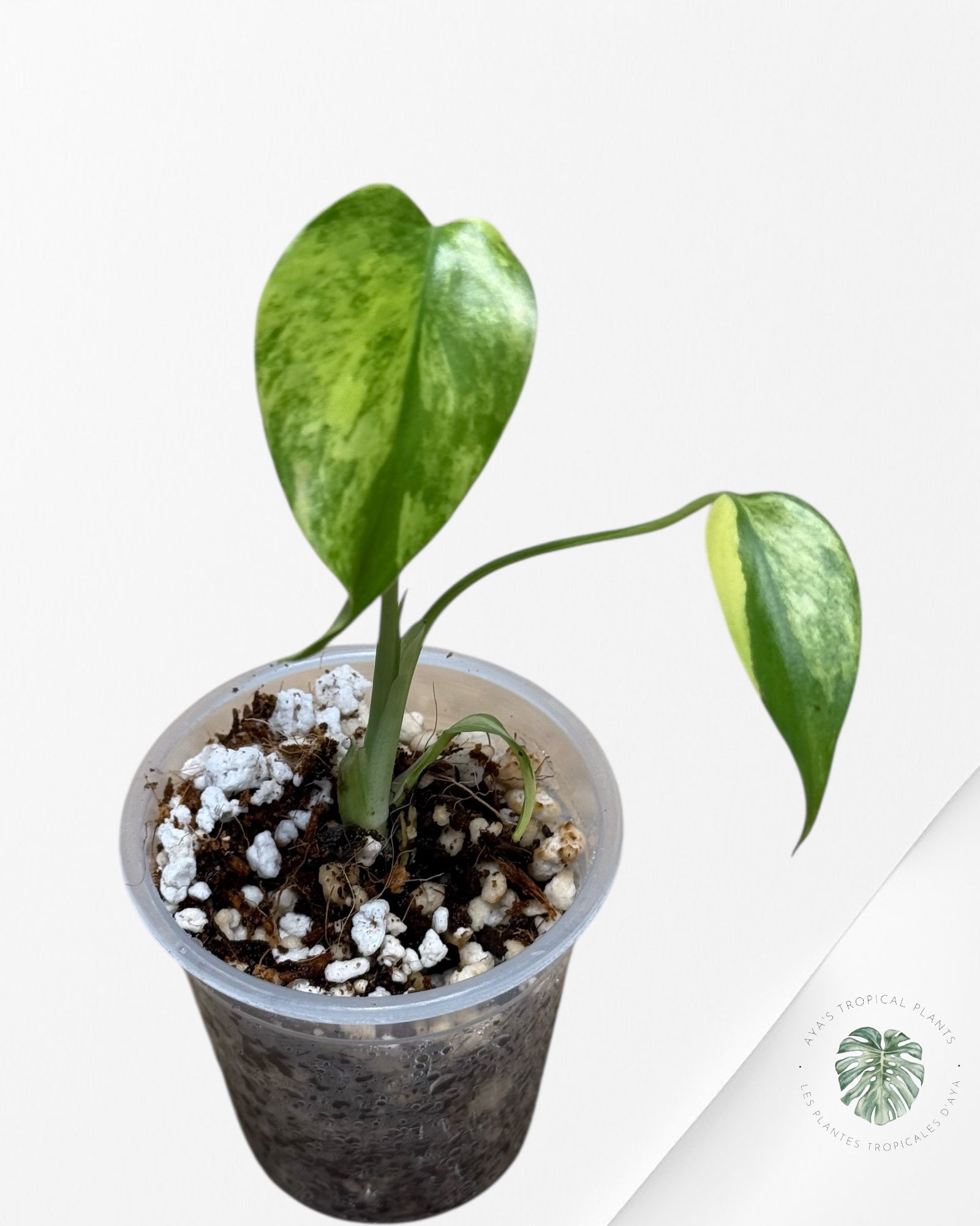Monstera Aurea- 02